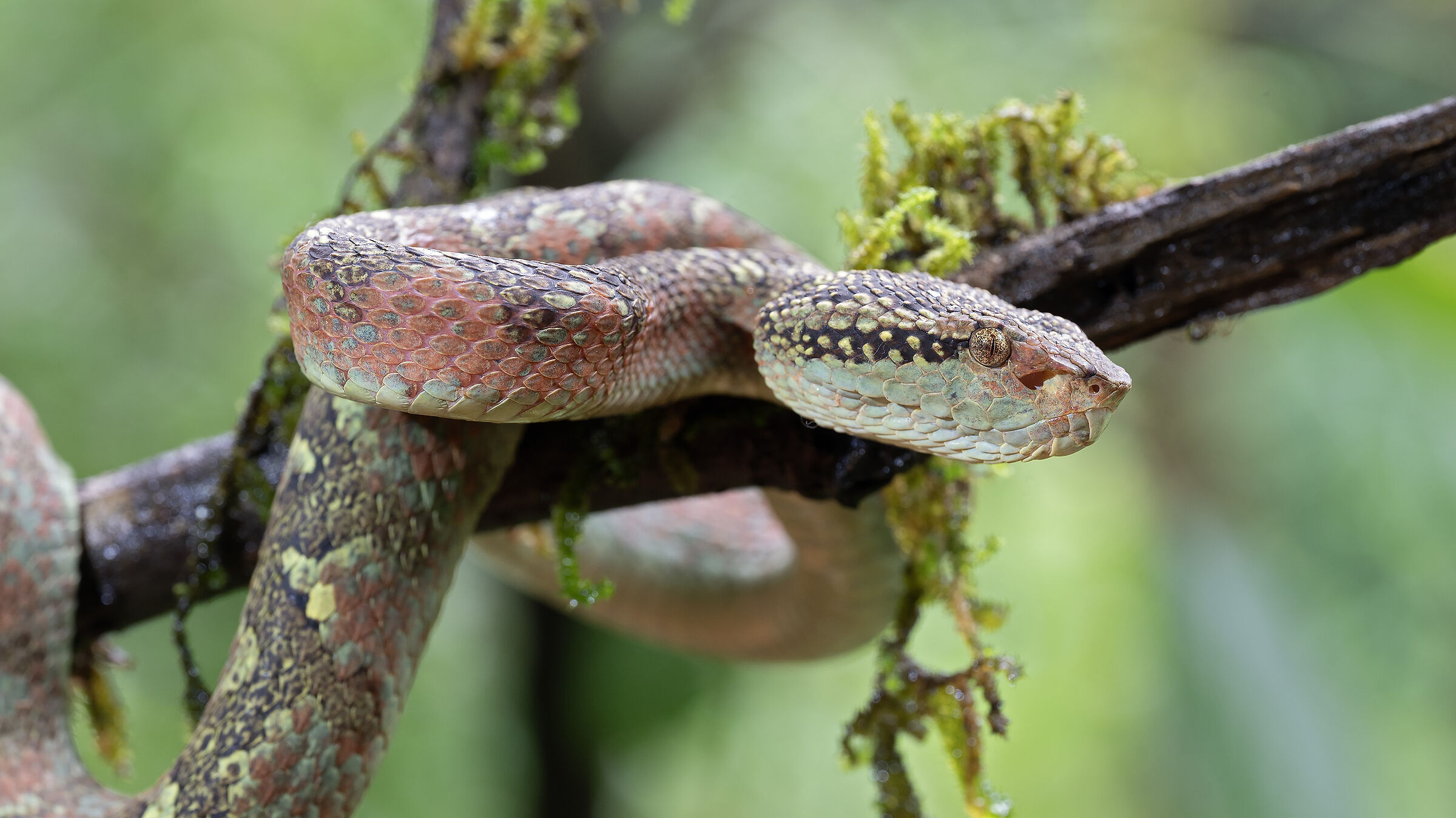 Malabar pit viper