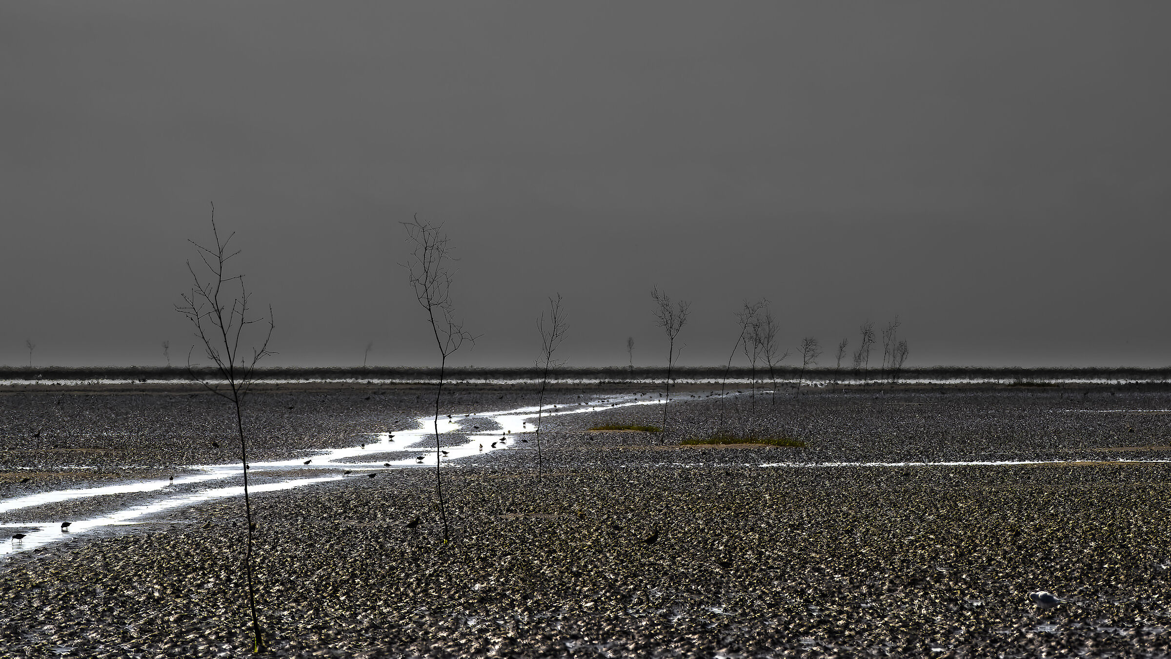 Feeding before the tide comes - Mandø sands