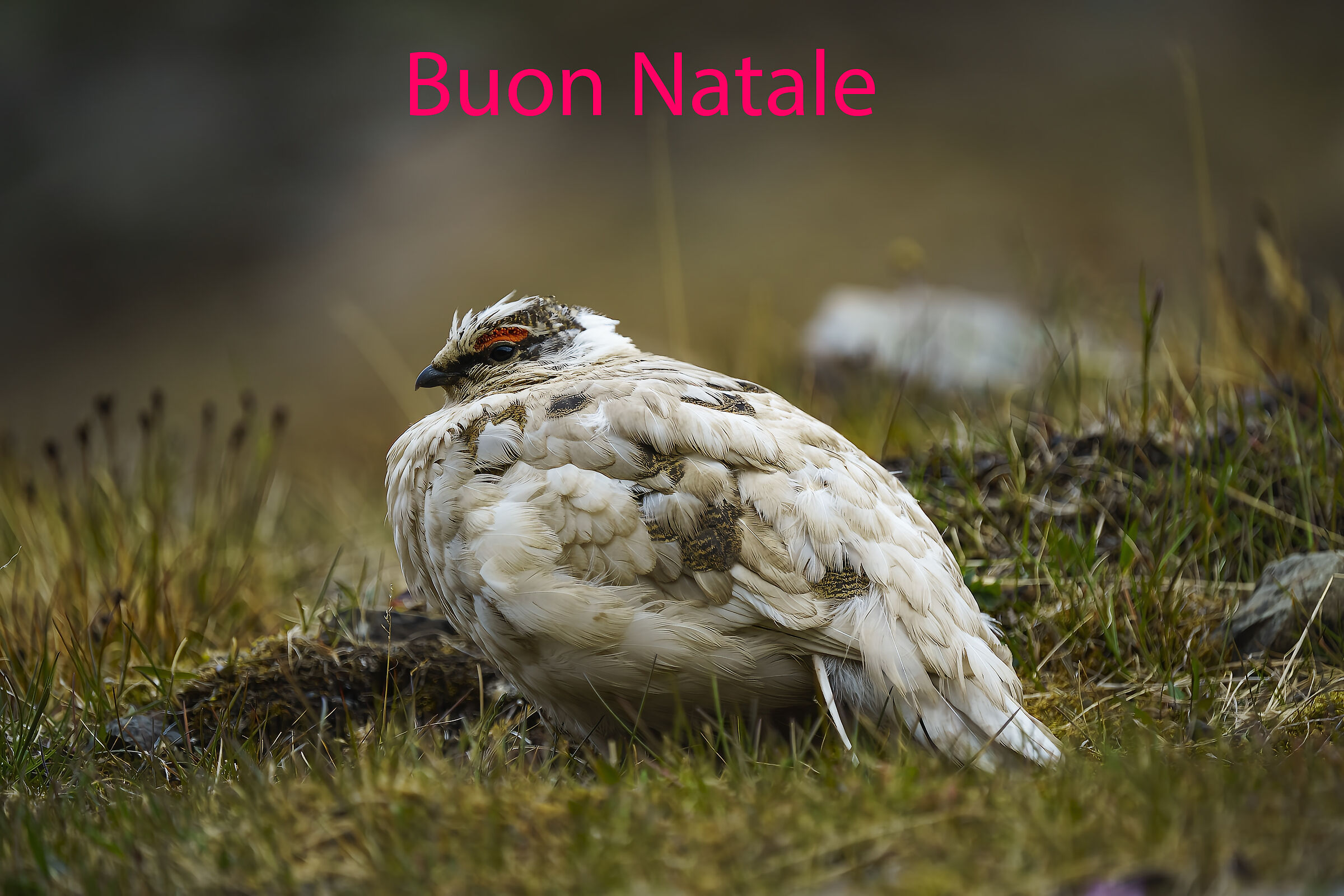 Buon Natale