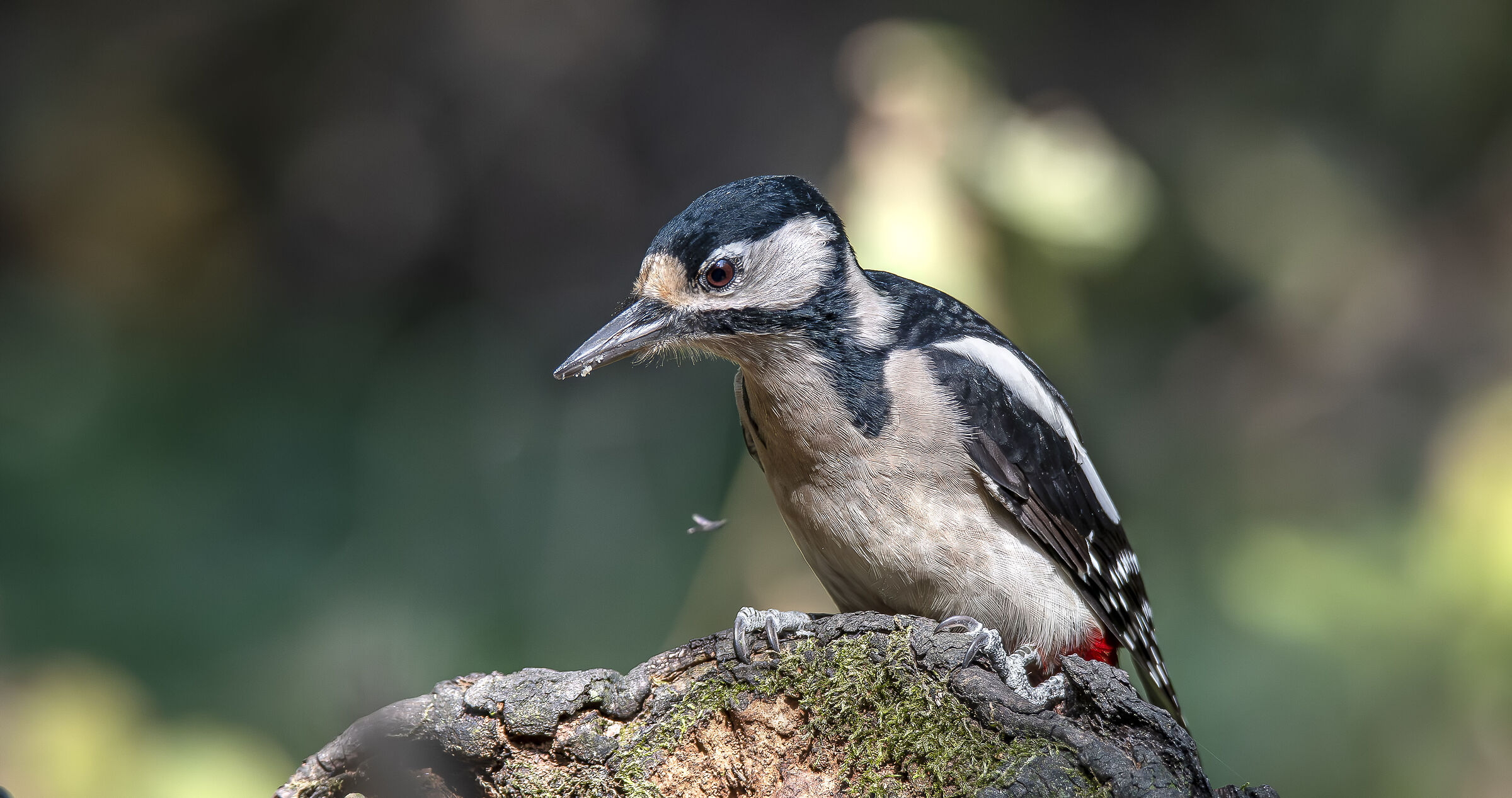 Spotted woodpecker
