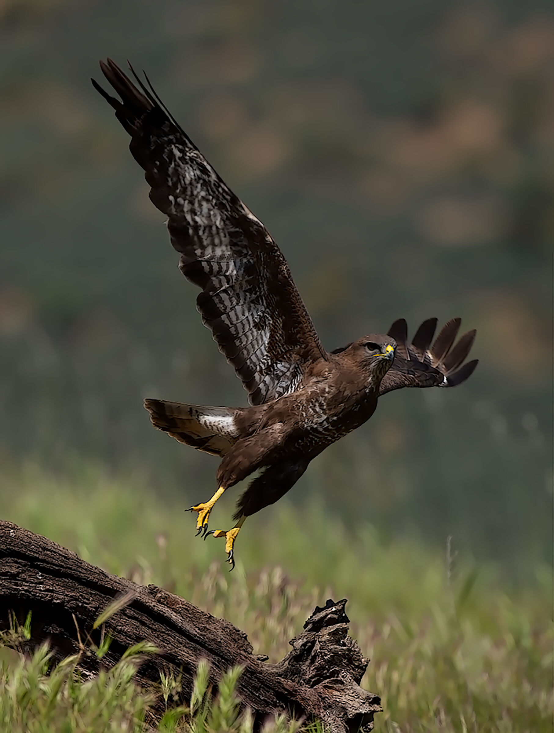 Buzzard in flight
