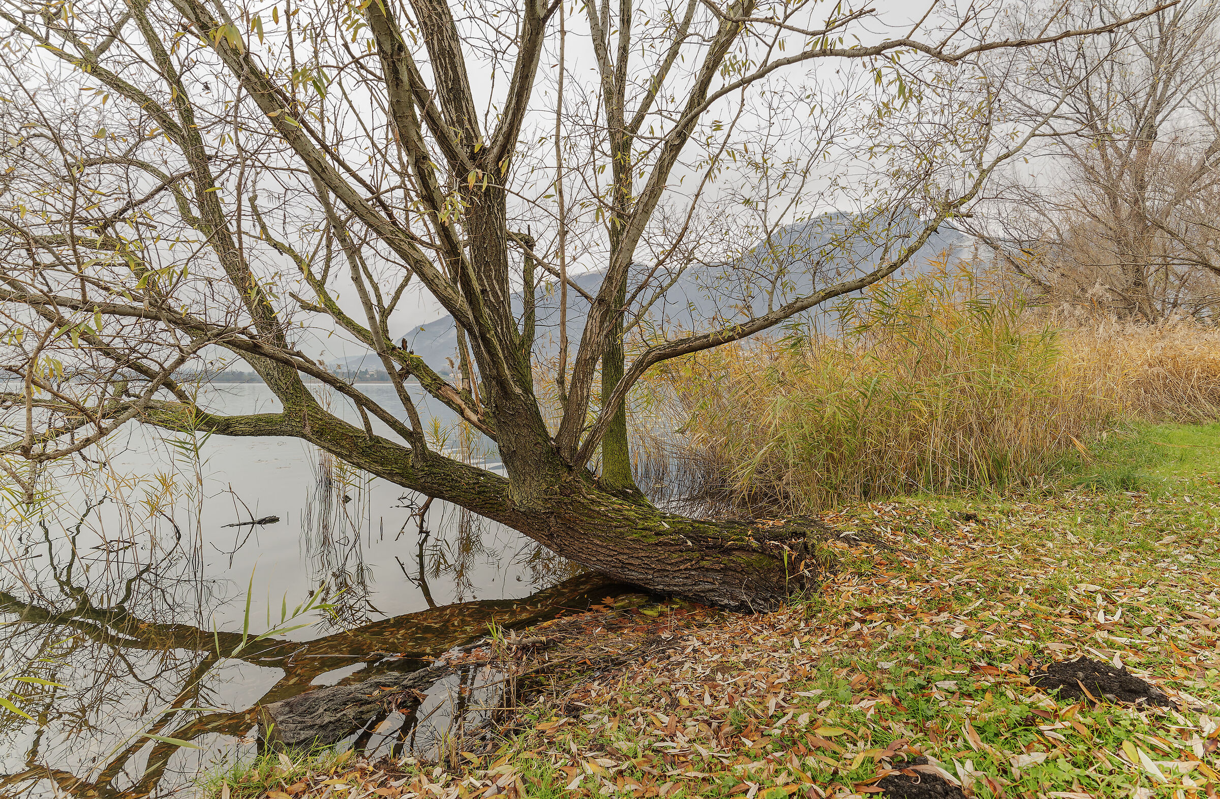 Lungo la sponda del lago di Annone (lc)