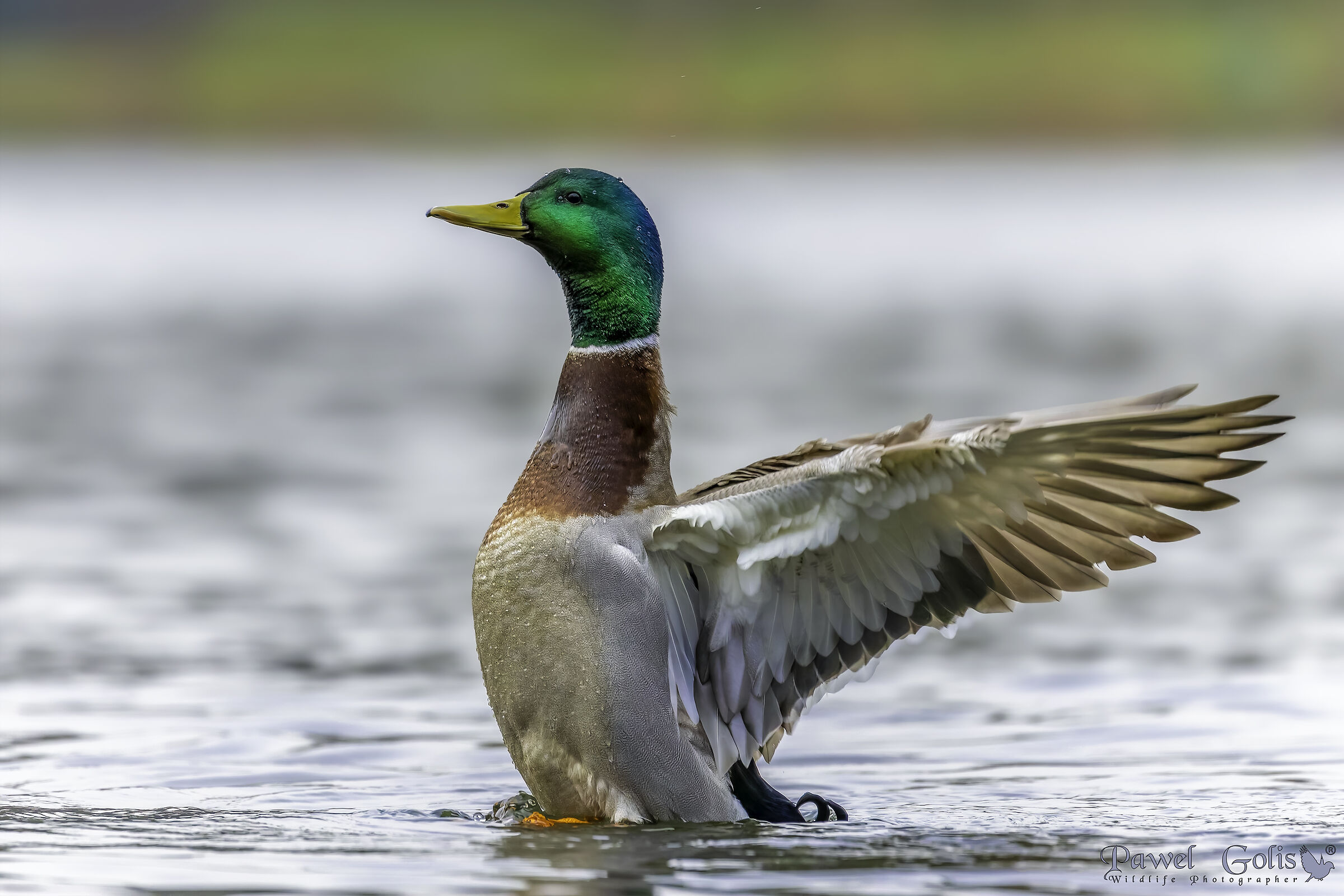 Germano reale (Anas platyrhynchos)