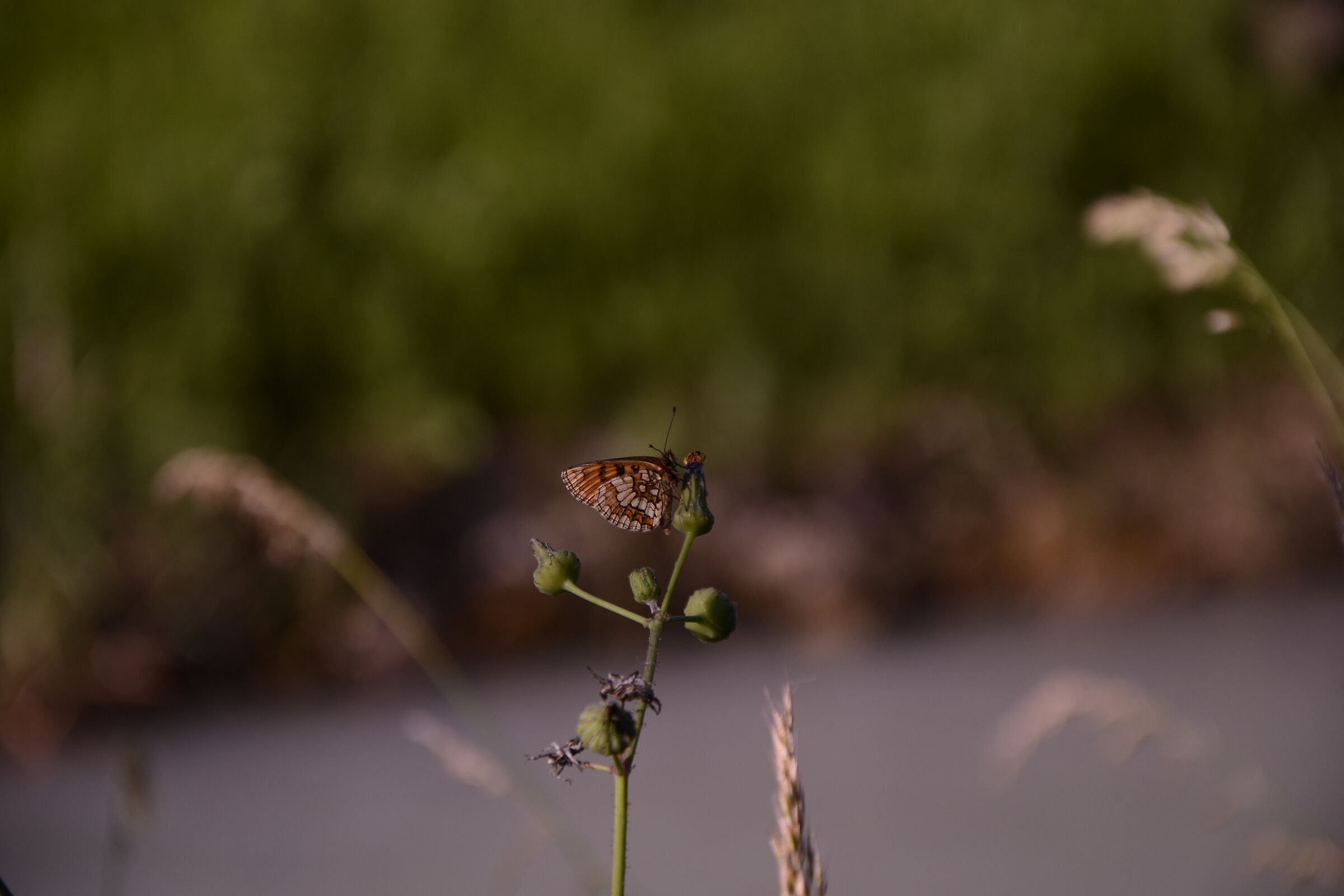 Butterfly in the garden