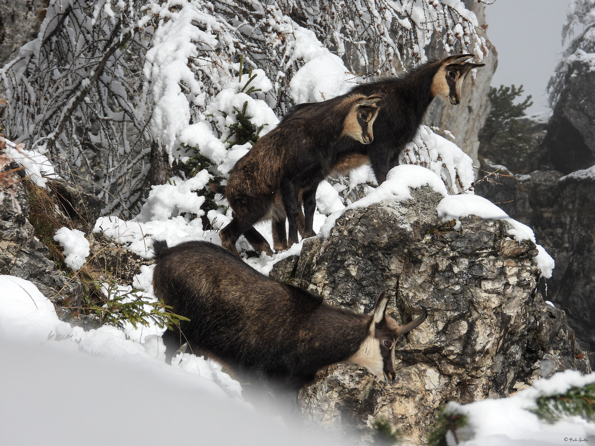 Alpine chamois in its natural habitat