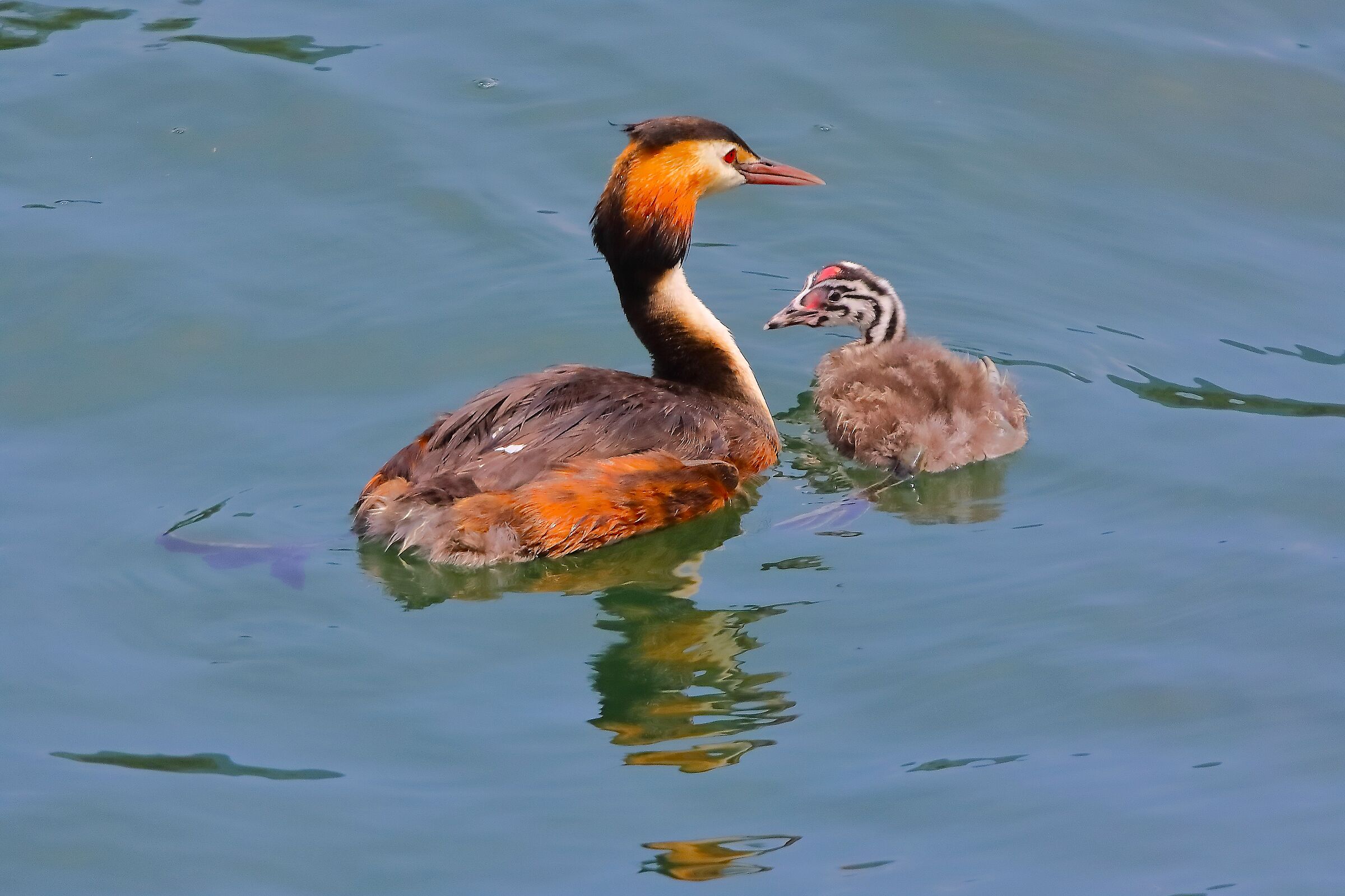 Svassi 07 agosto 2024 - 0026