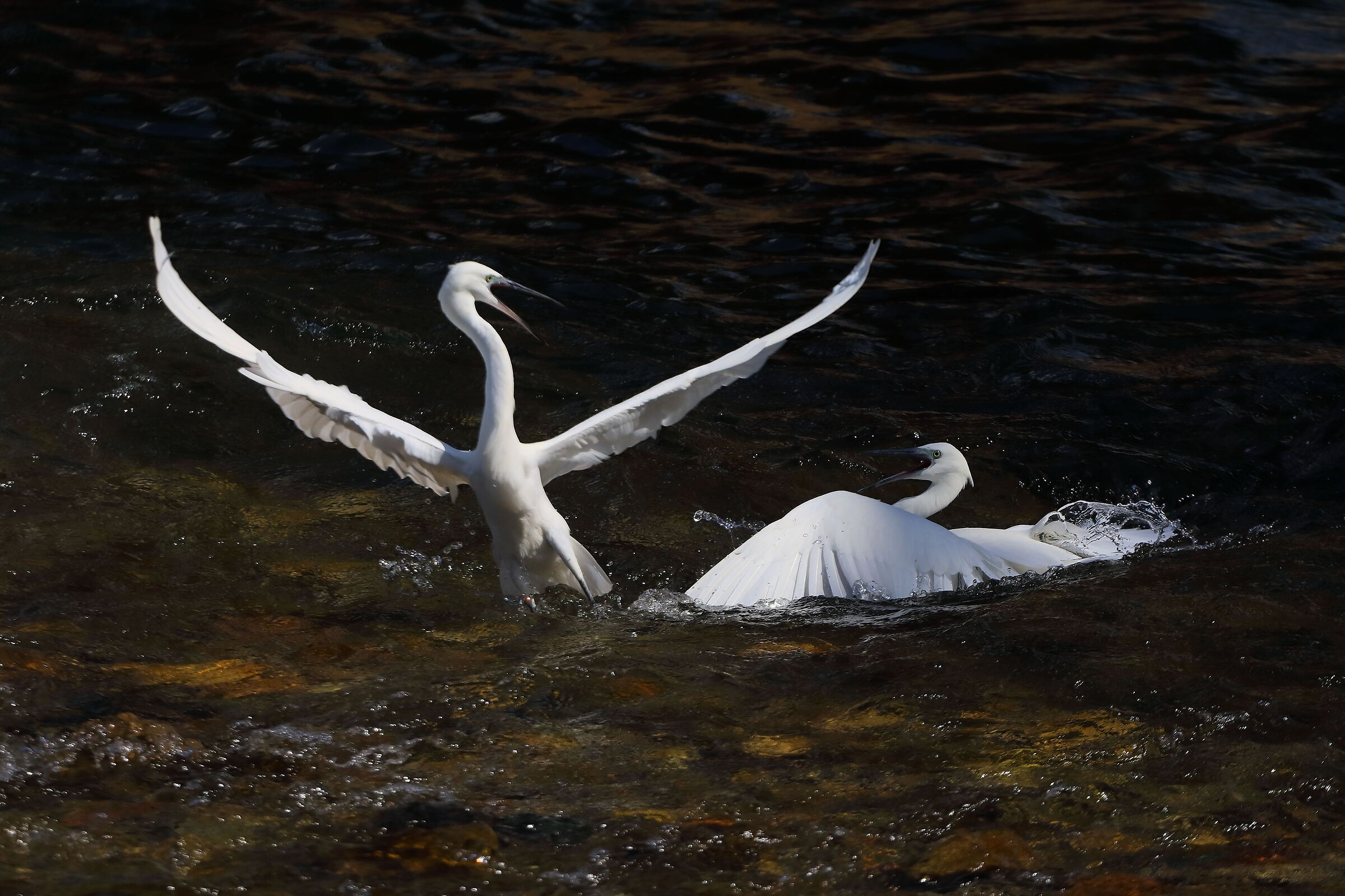 Garzette 07-09-2024 - 0253