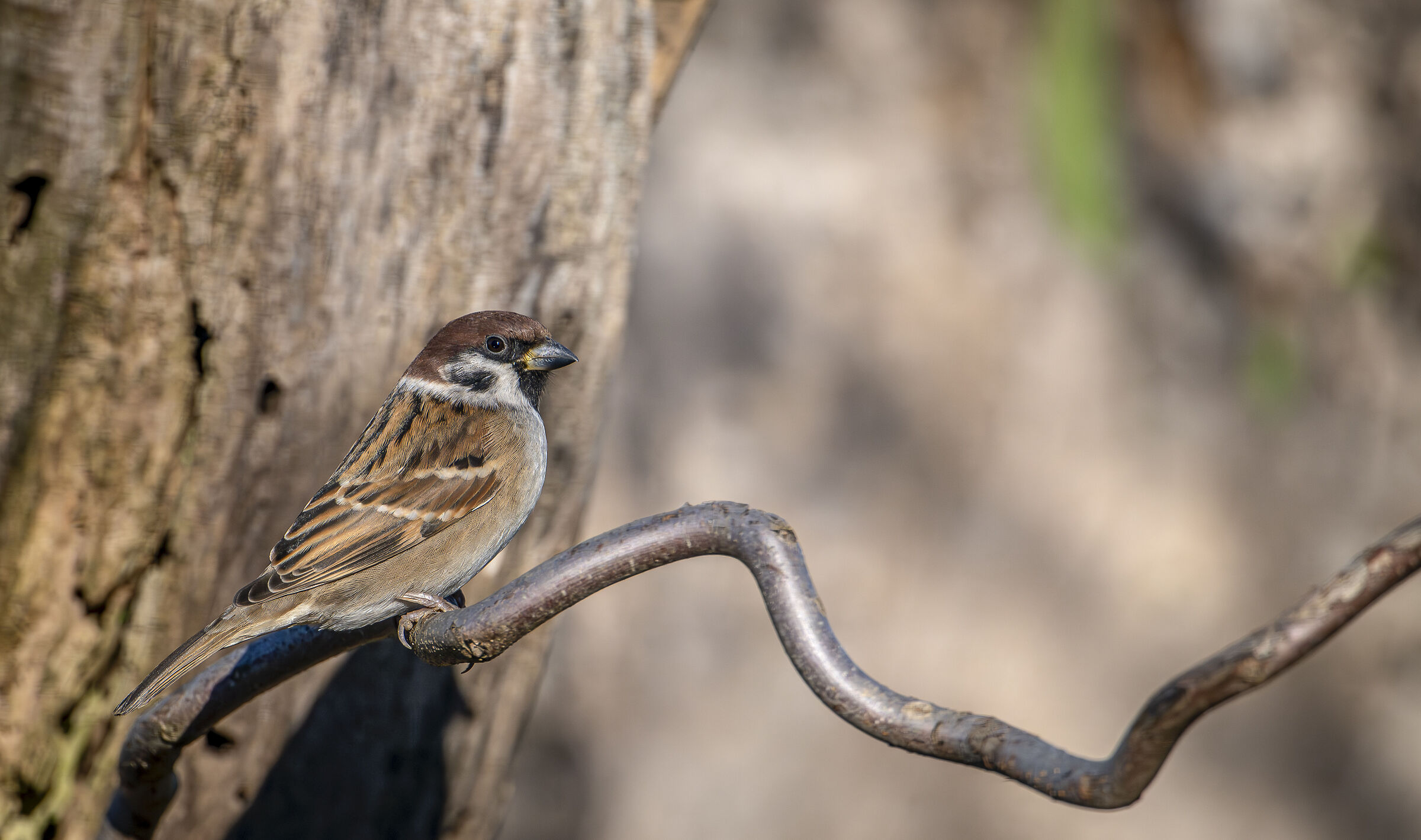 Wild Sparrow