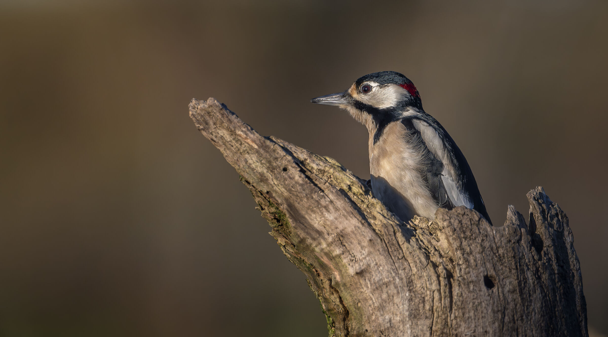 Spotted woodpecker