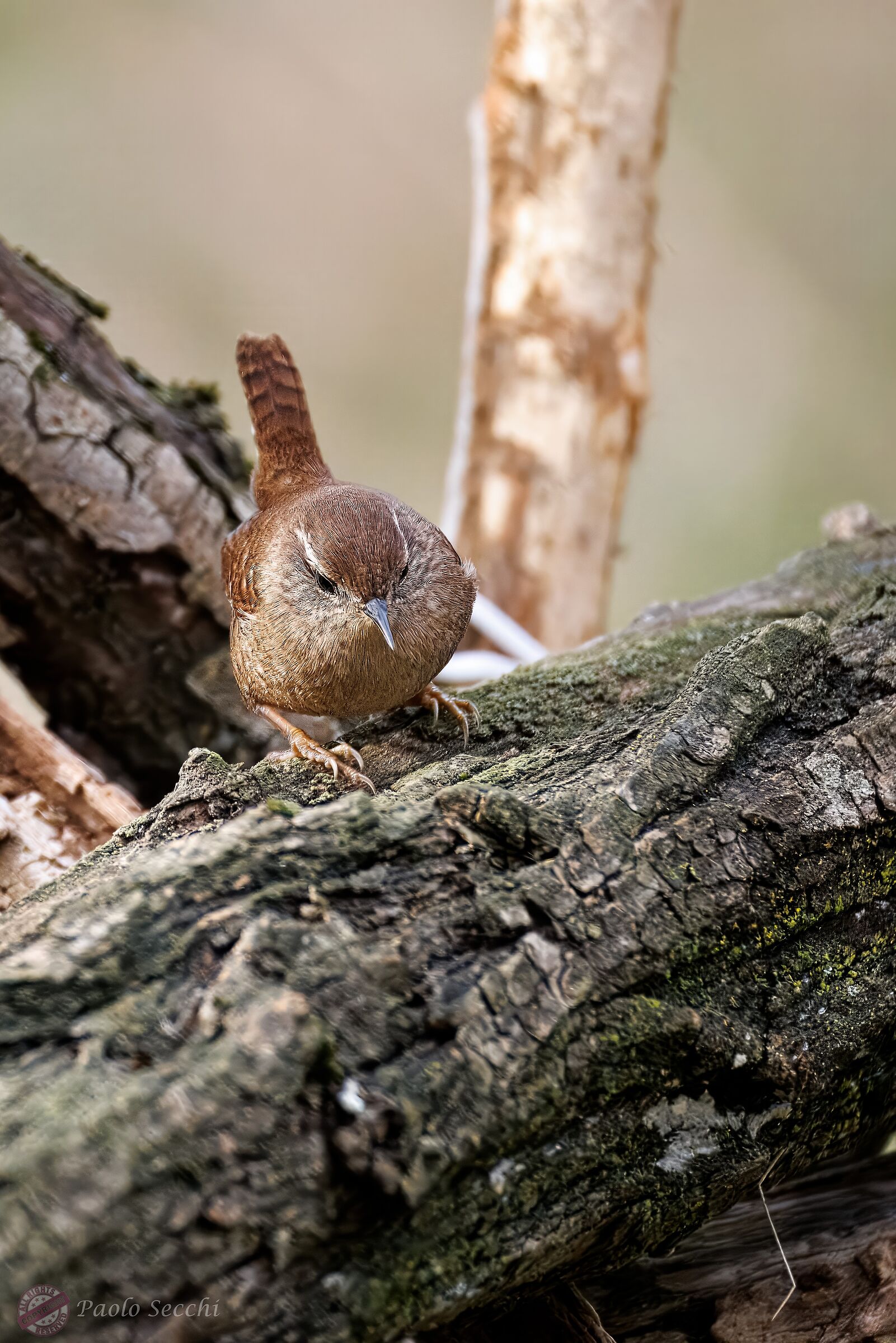 Looking for worms
