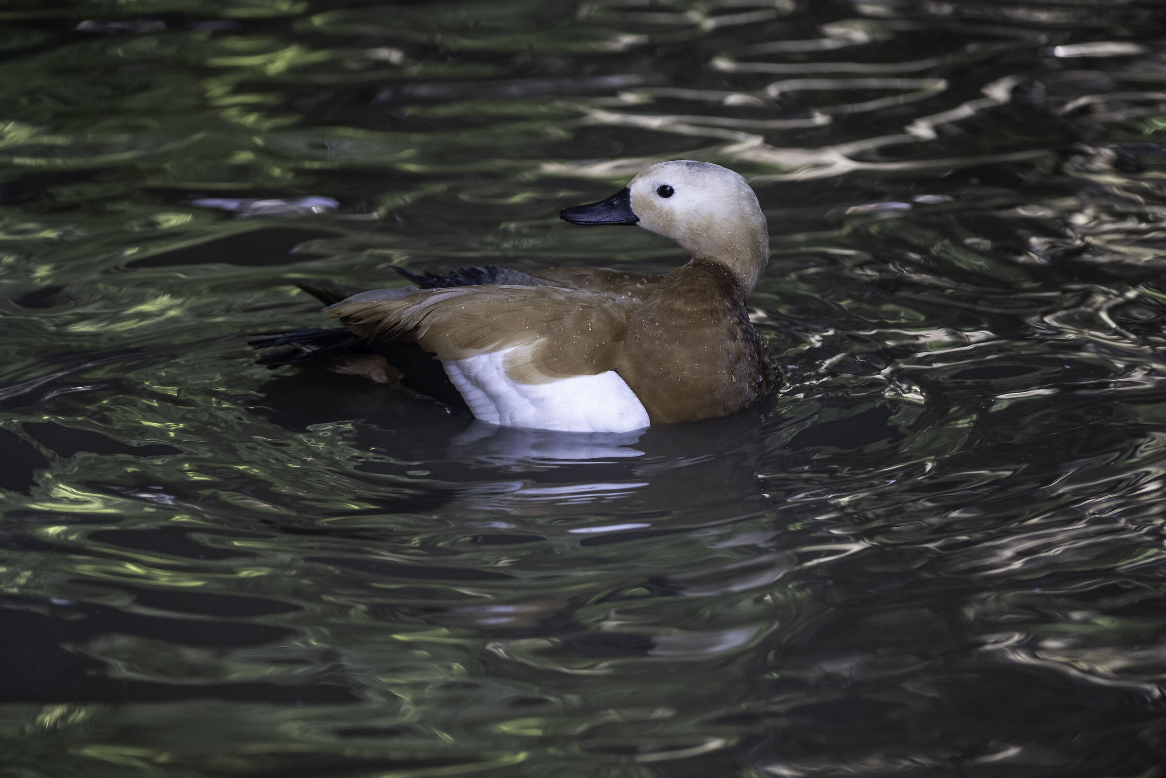 Tadorna Ferruginea - Casarca