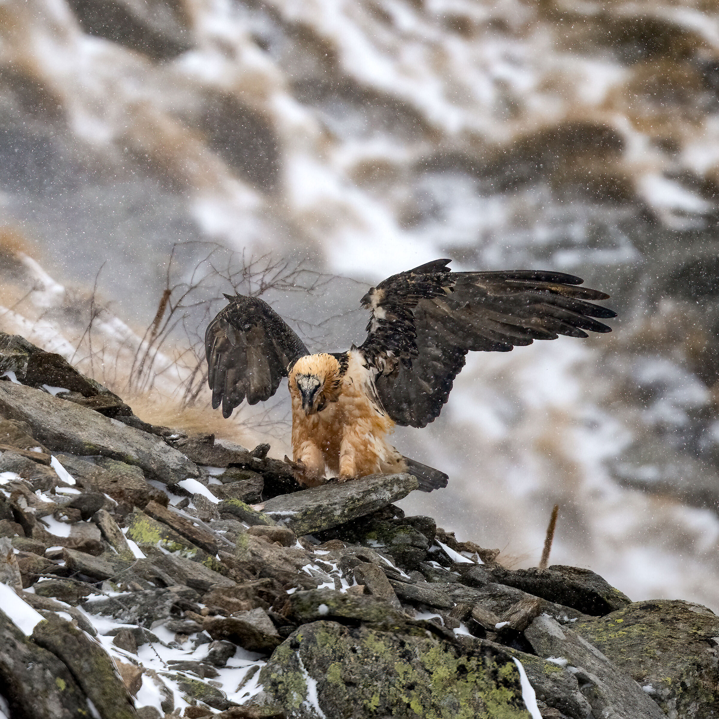 Gypaetus barbatus - Parco Nazionale del Gran Paradiso