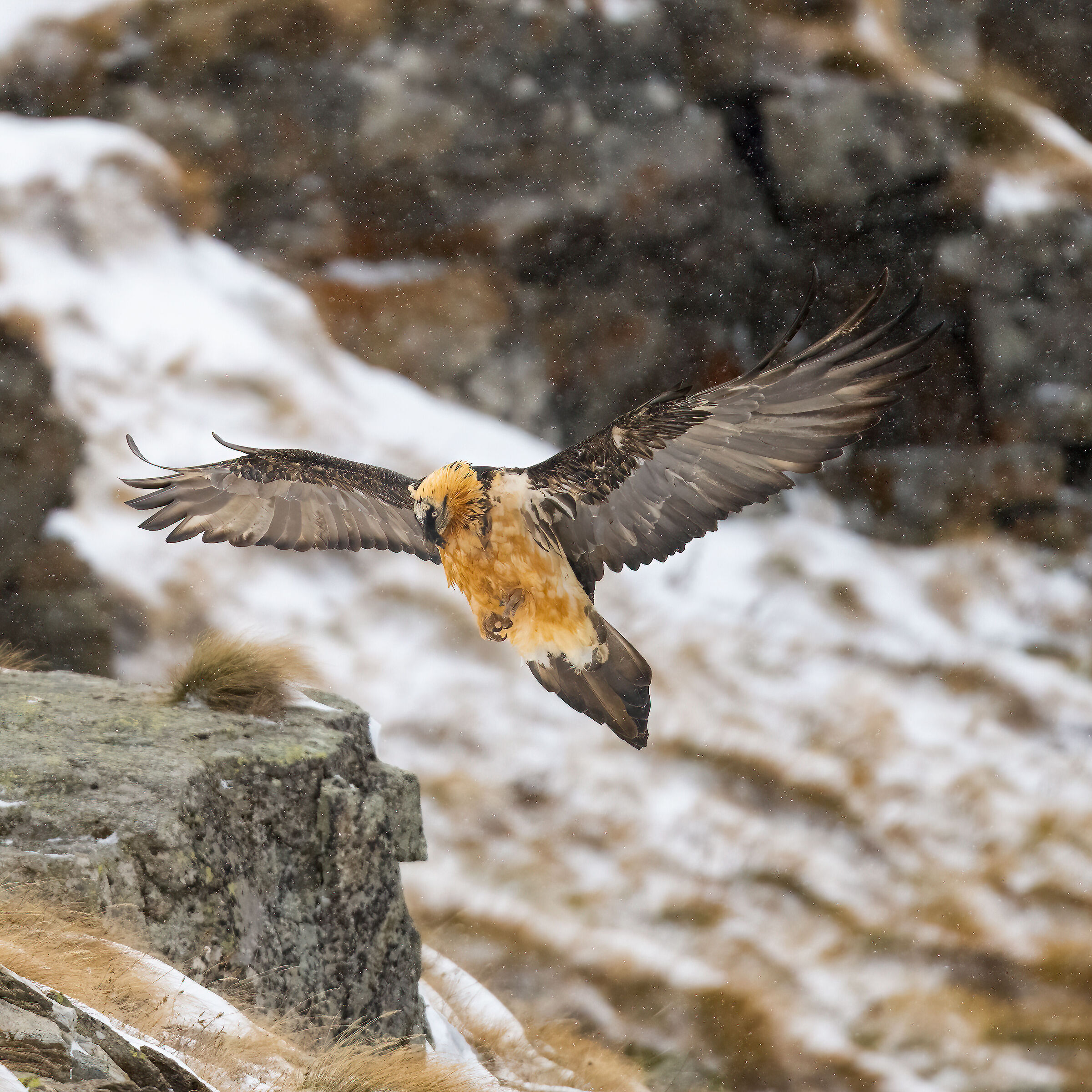 Gypaetus barbatus - Parco Nazionale del Gran Paradiso