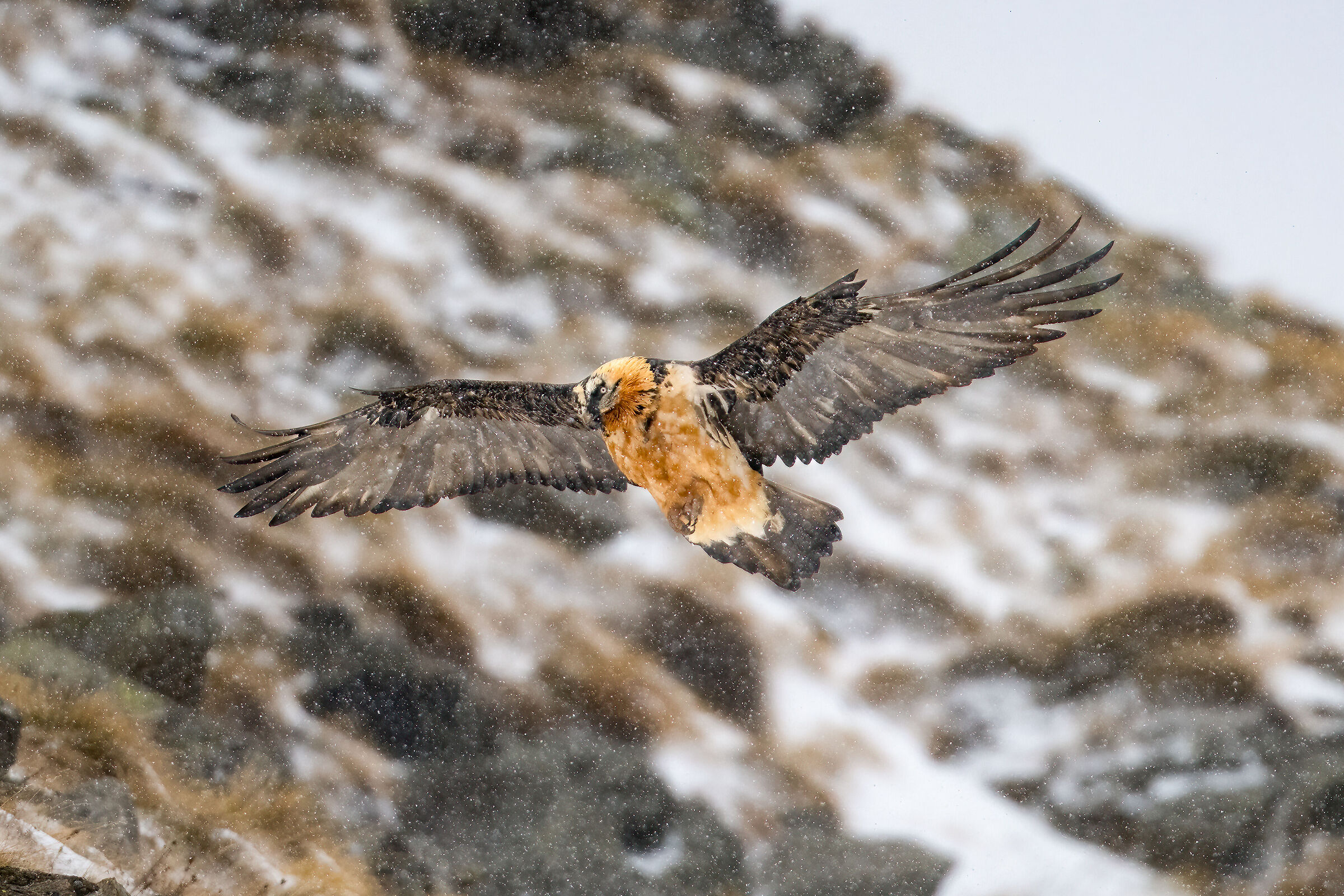 Gypaetus barbatus - Parco Nazionale del Gran Paradiso