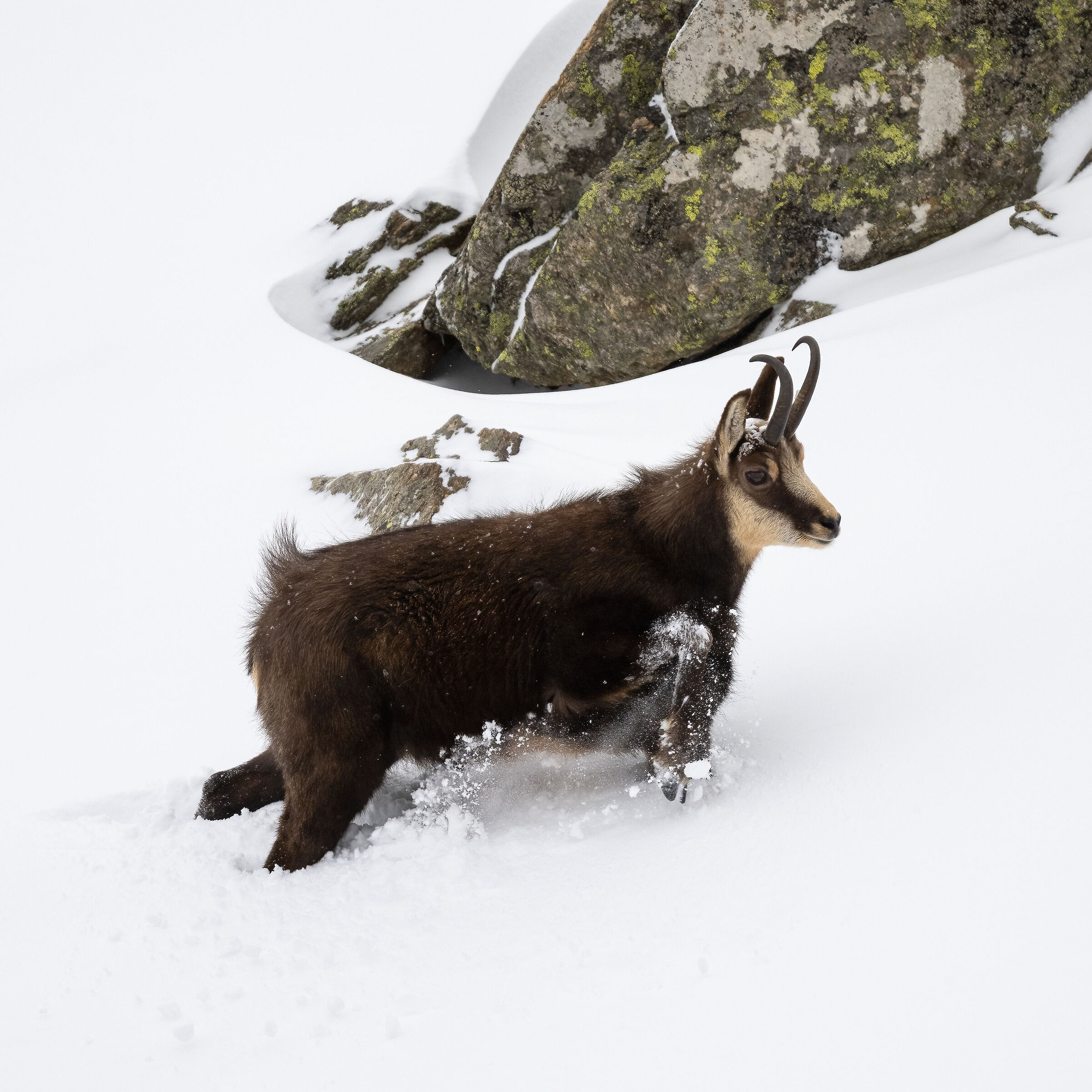 Chamois - Gran Paradiso National Park