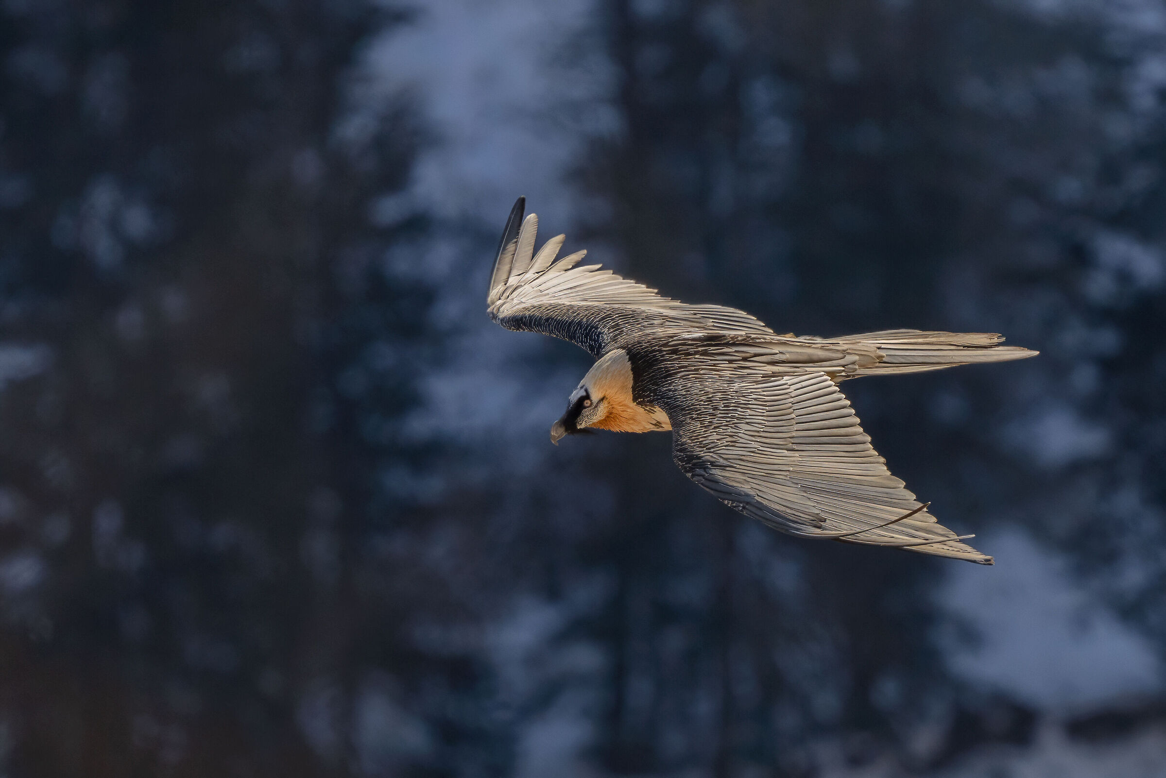 Bearded Vulture