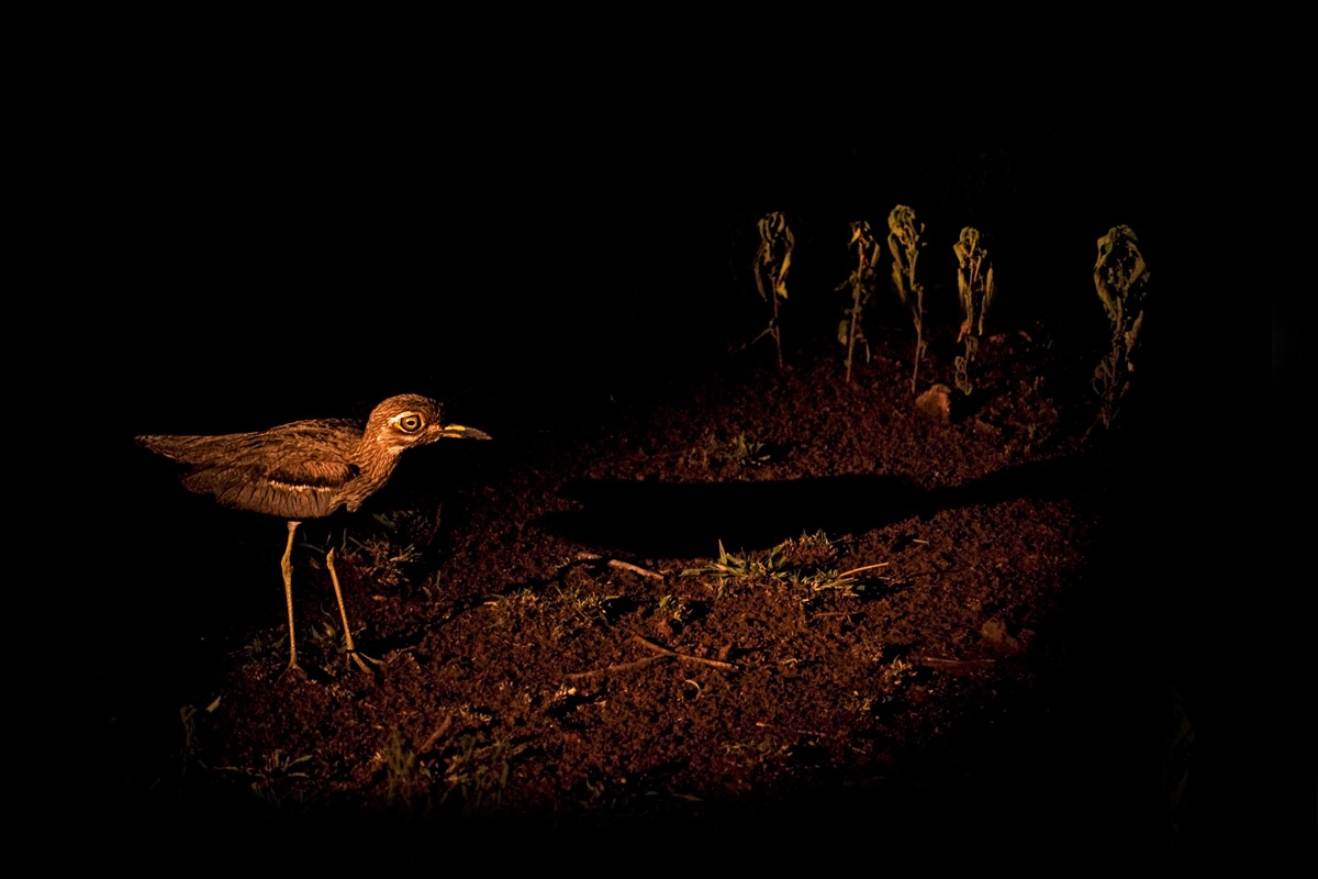 Occhione vermicolato