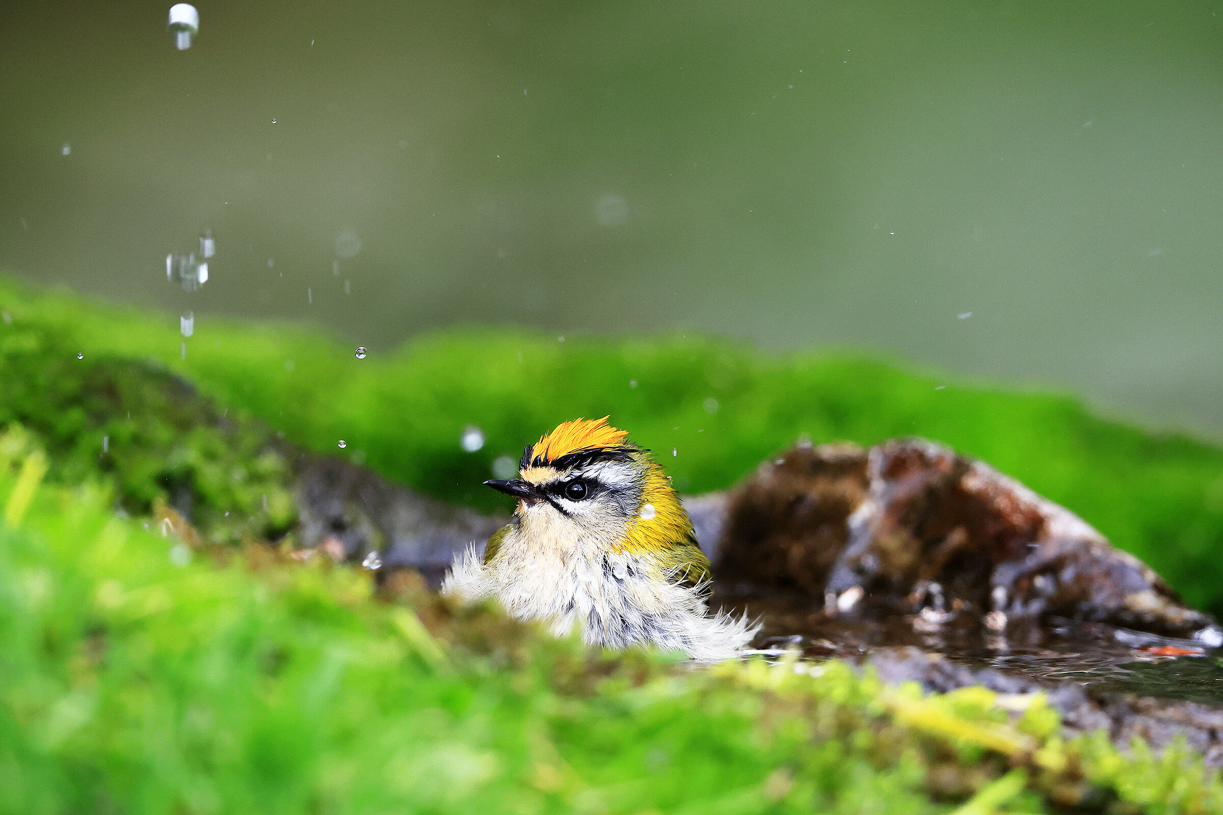 Firecrest