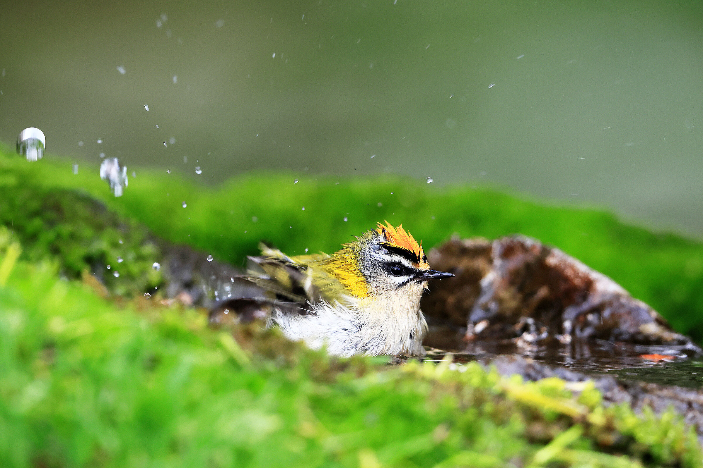 Firecrest