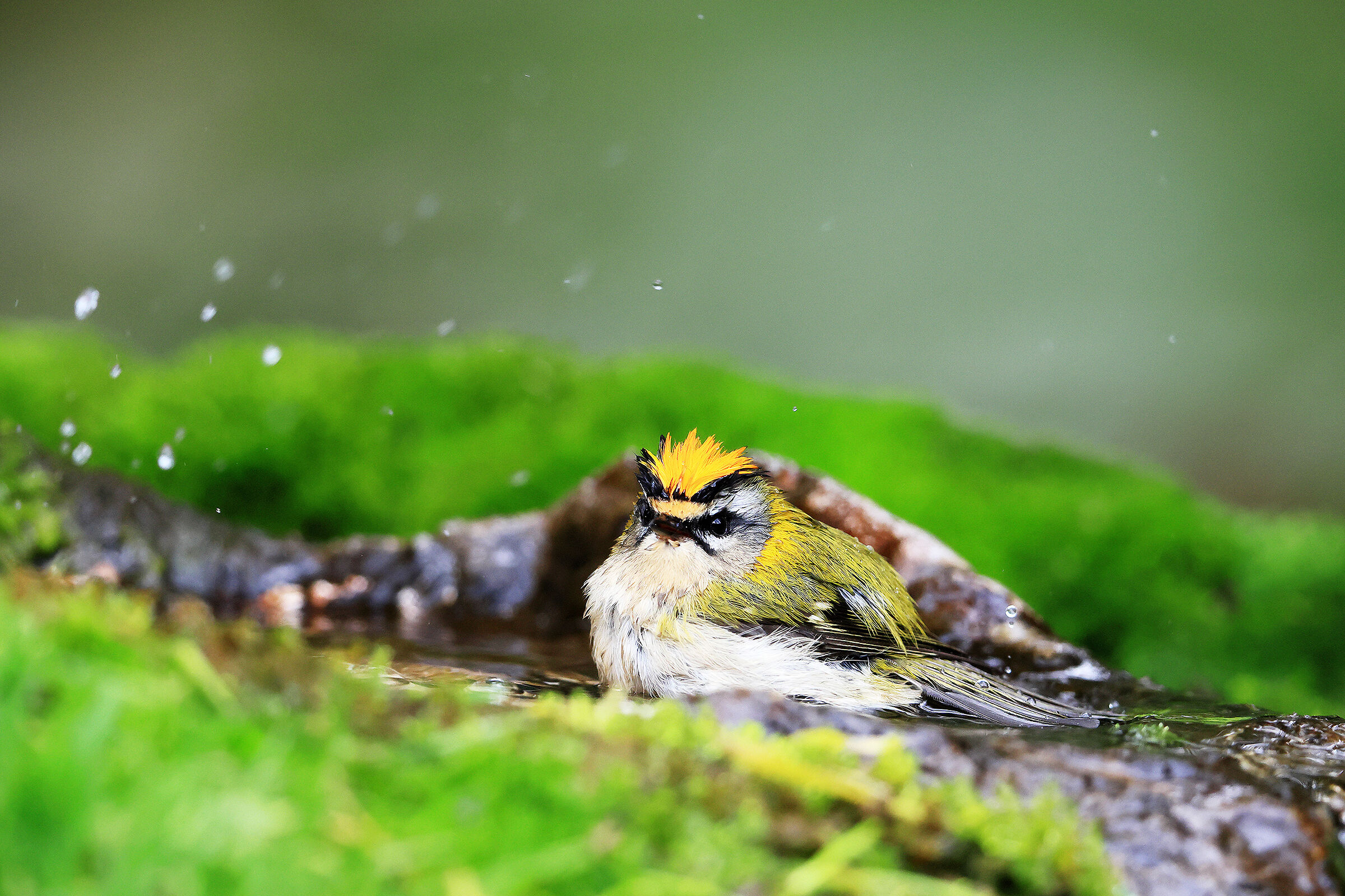 Firecrest