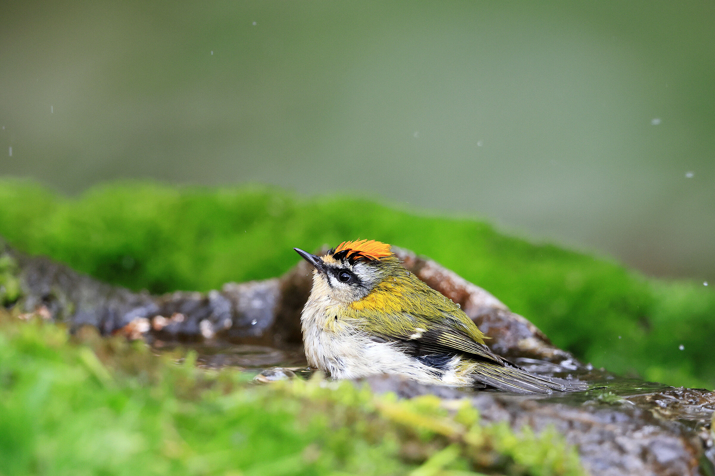 Firecrest