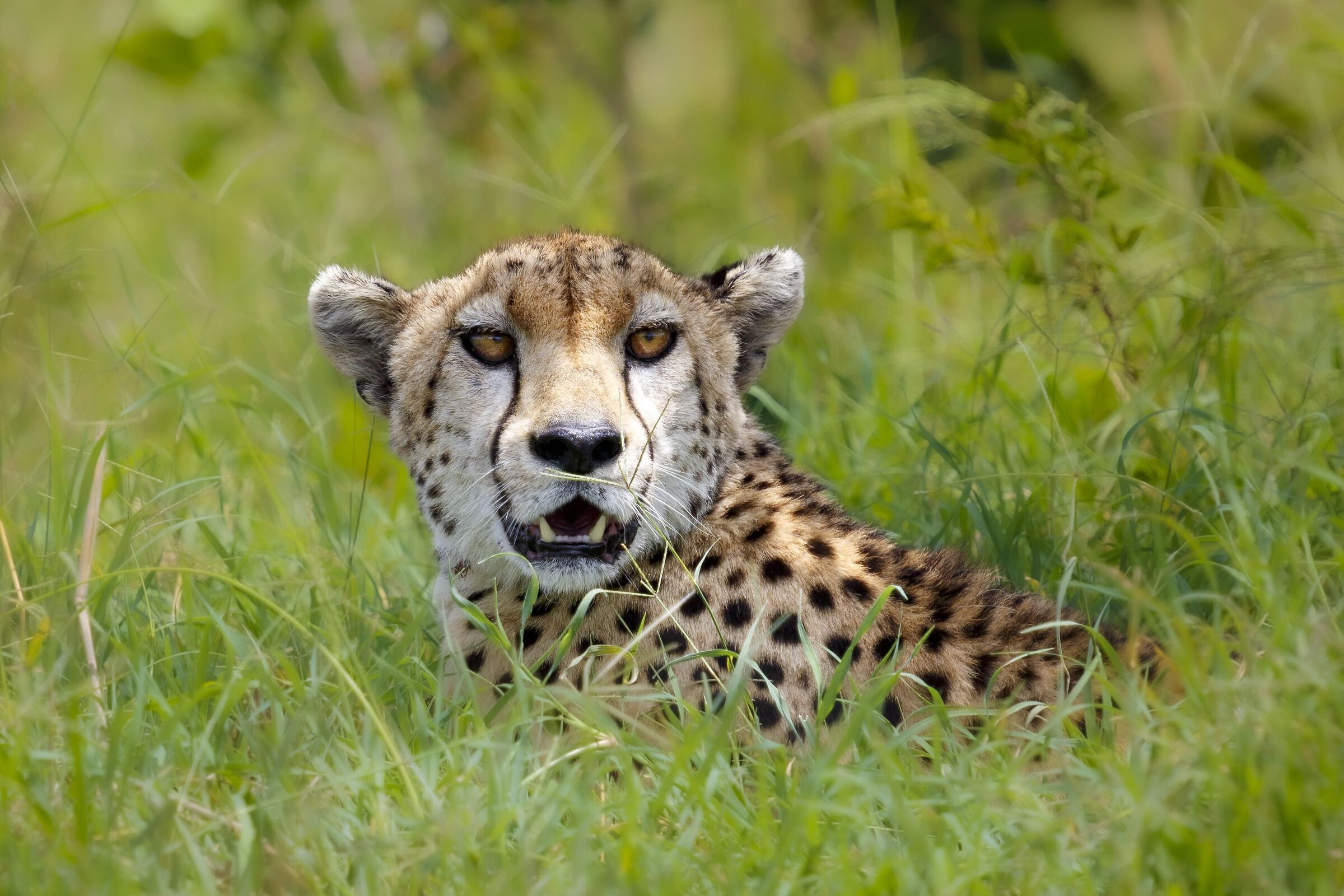 A cheetah in the savannah