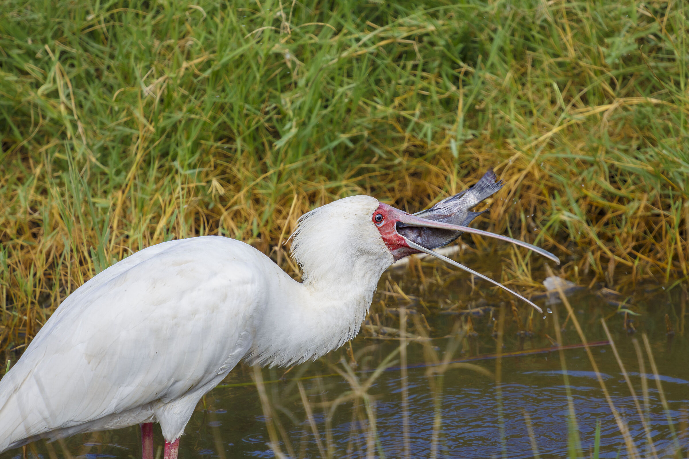 African spoonbill while catching a fish