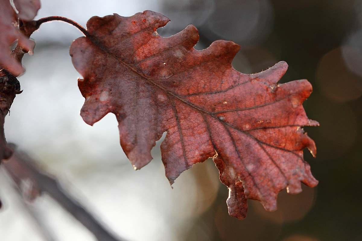 La foglia resistente