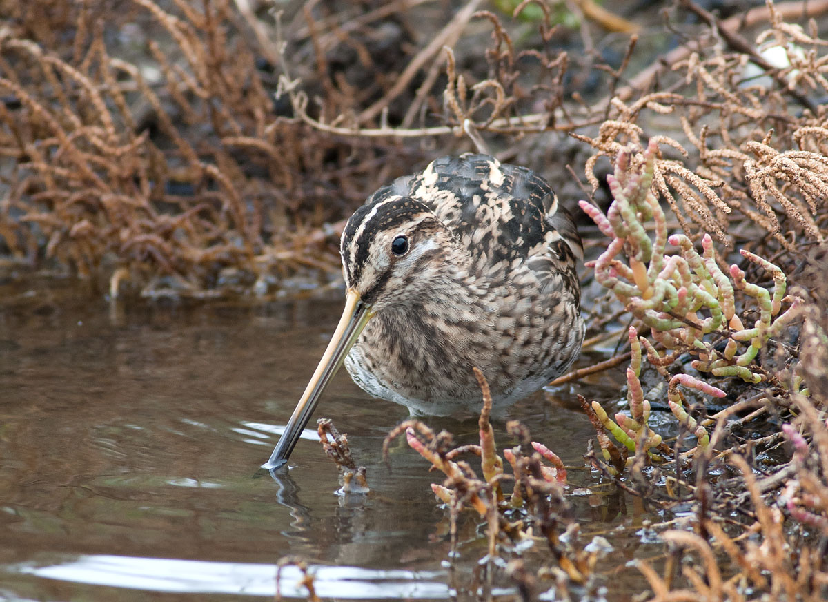 Beccaccino ambientato
