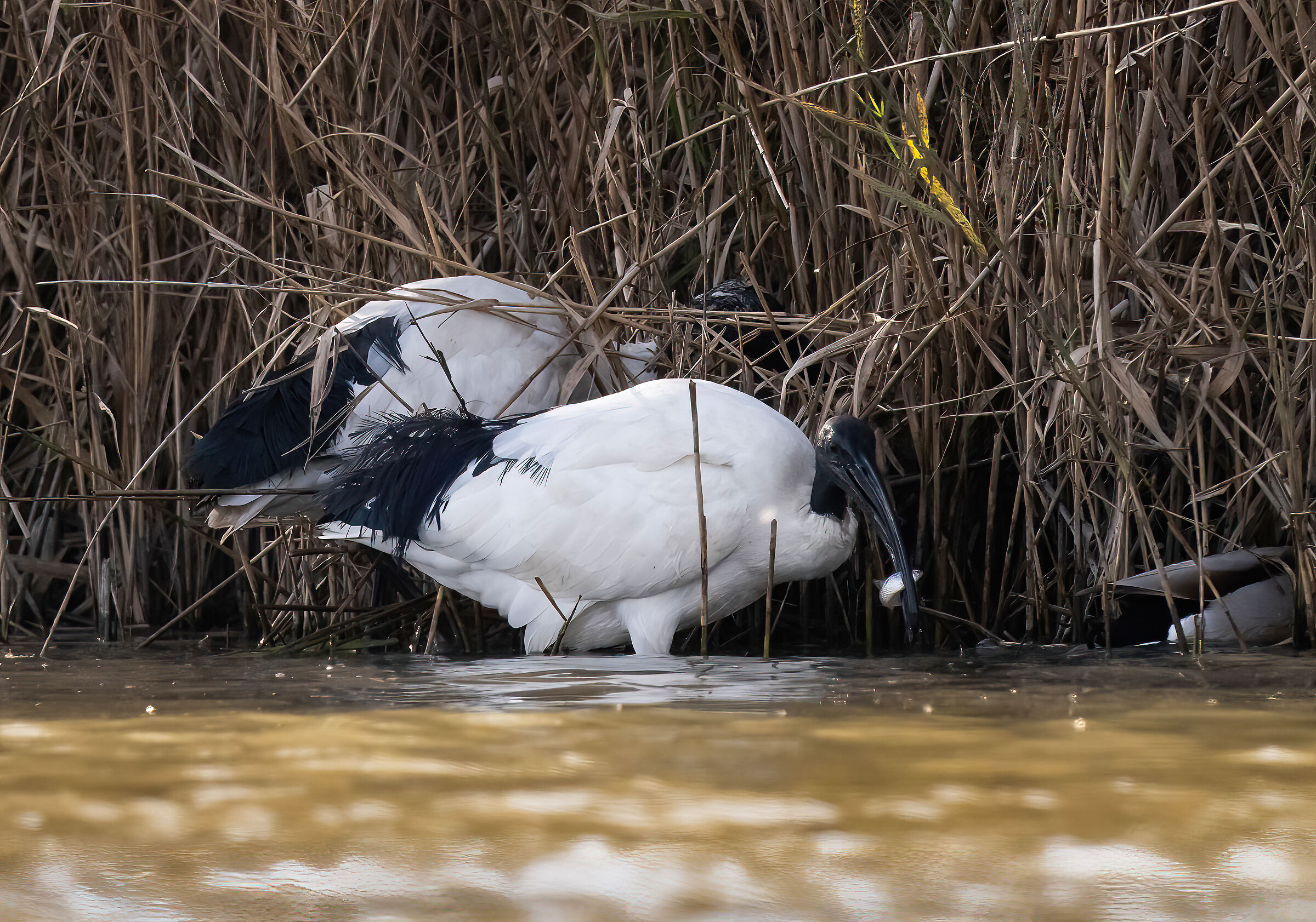 Ibis sacro con preda