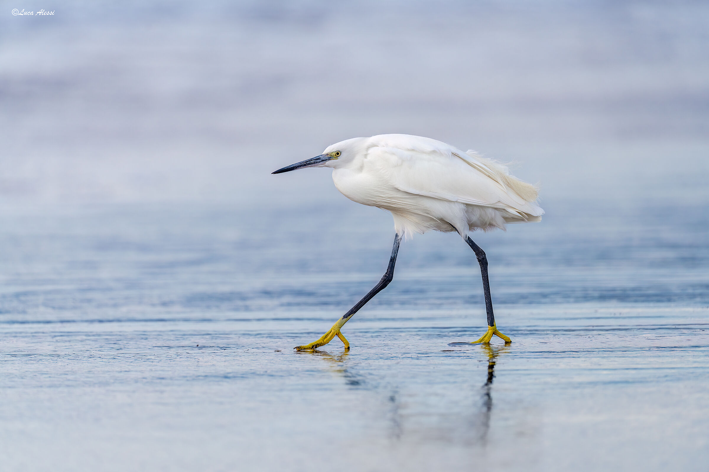 Egret on the beach