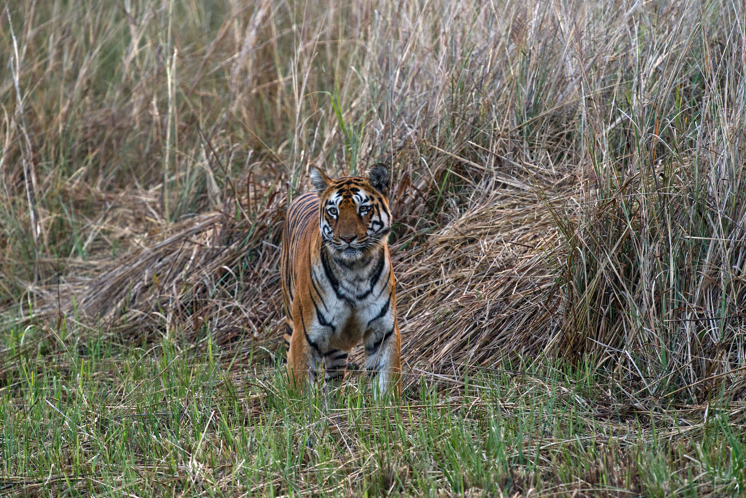 tadoba national park INDIA