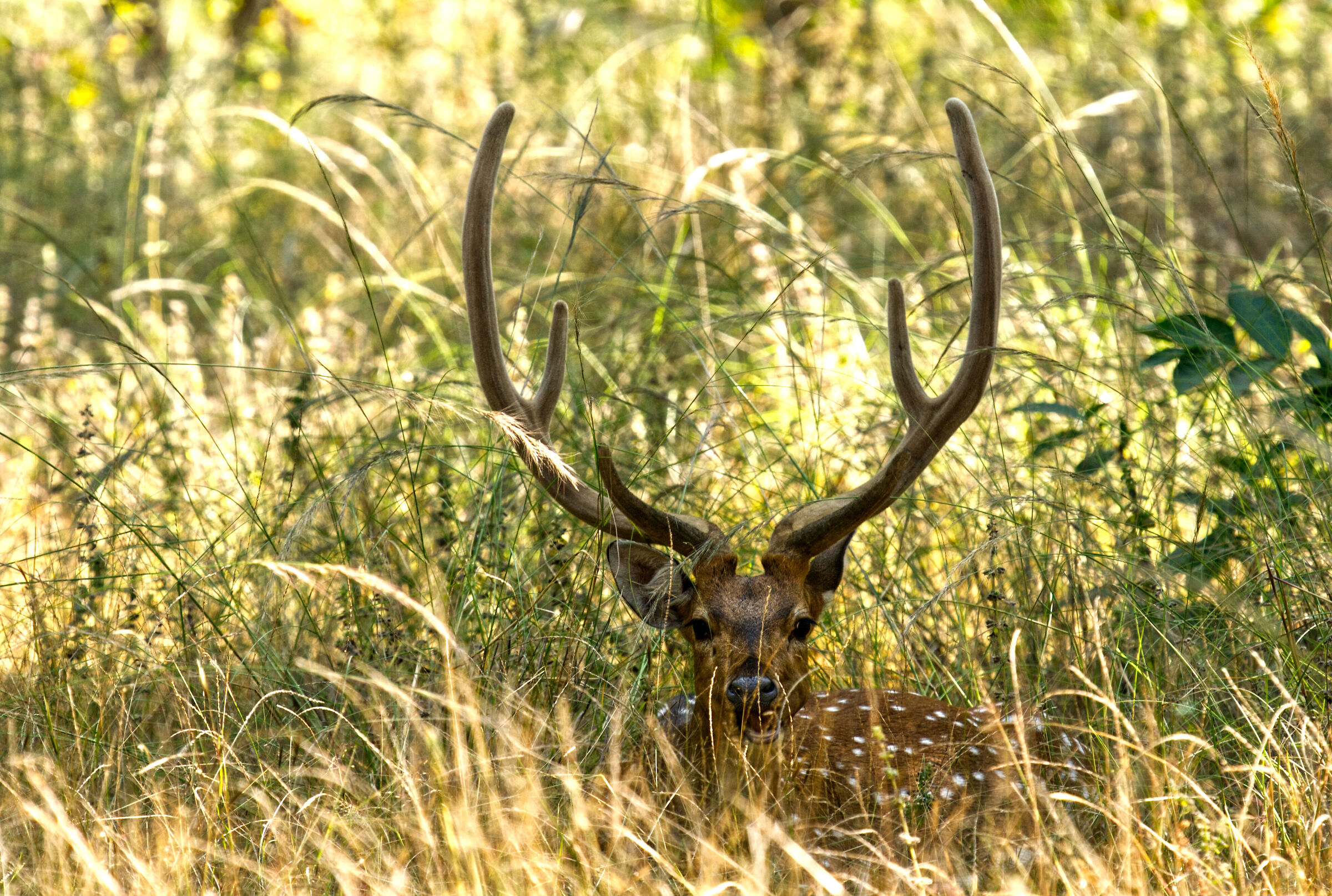 Spotted Deer INDIA