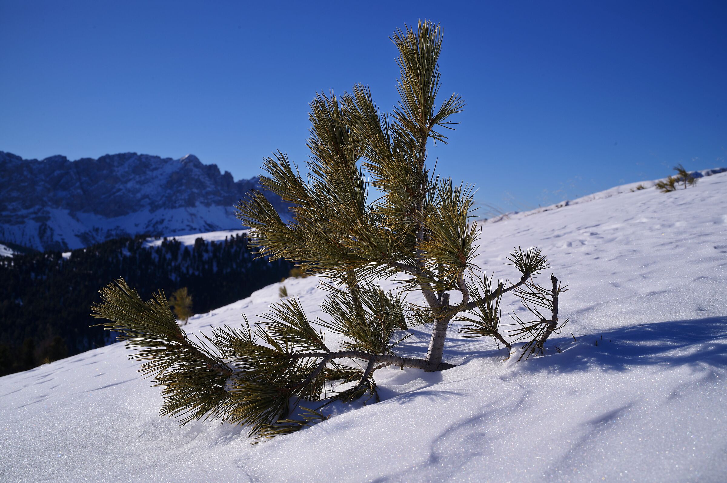 UNDER THE SNOW
