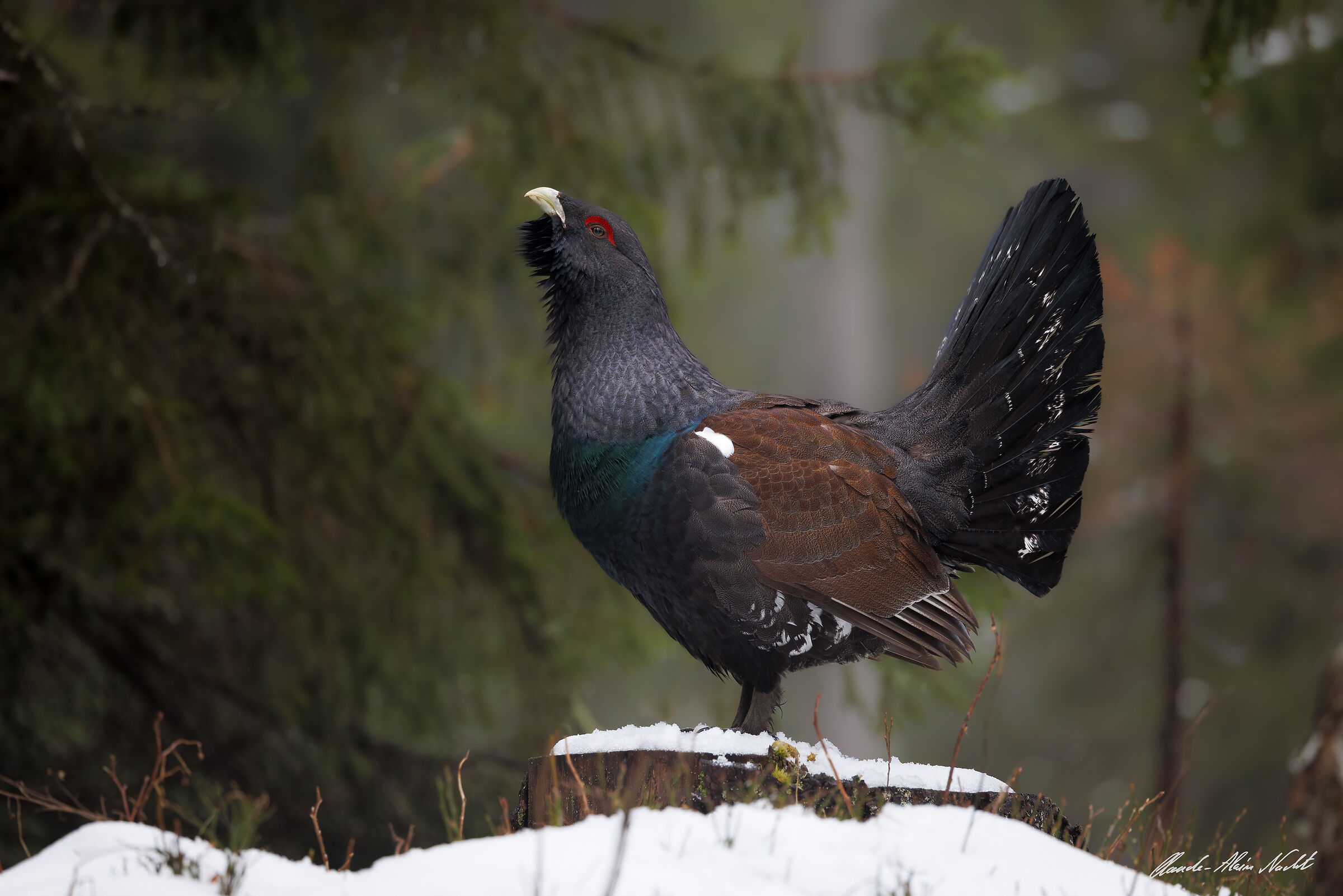 Capercaillie