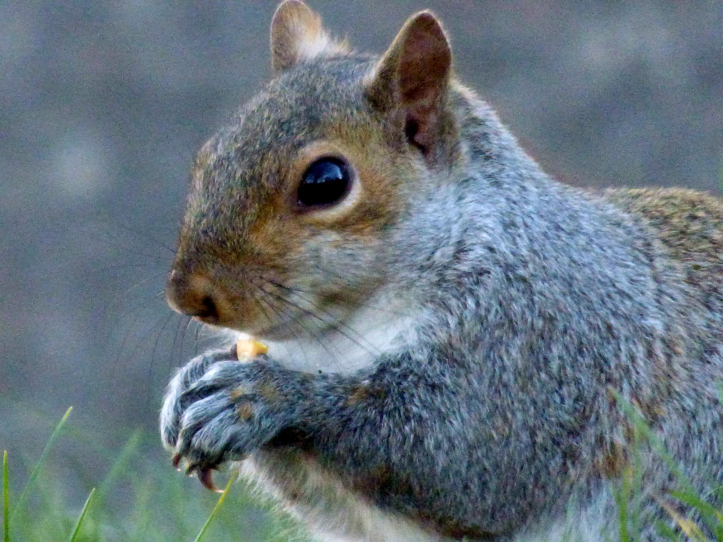 Hungry squirrel