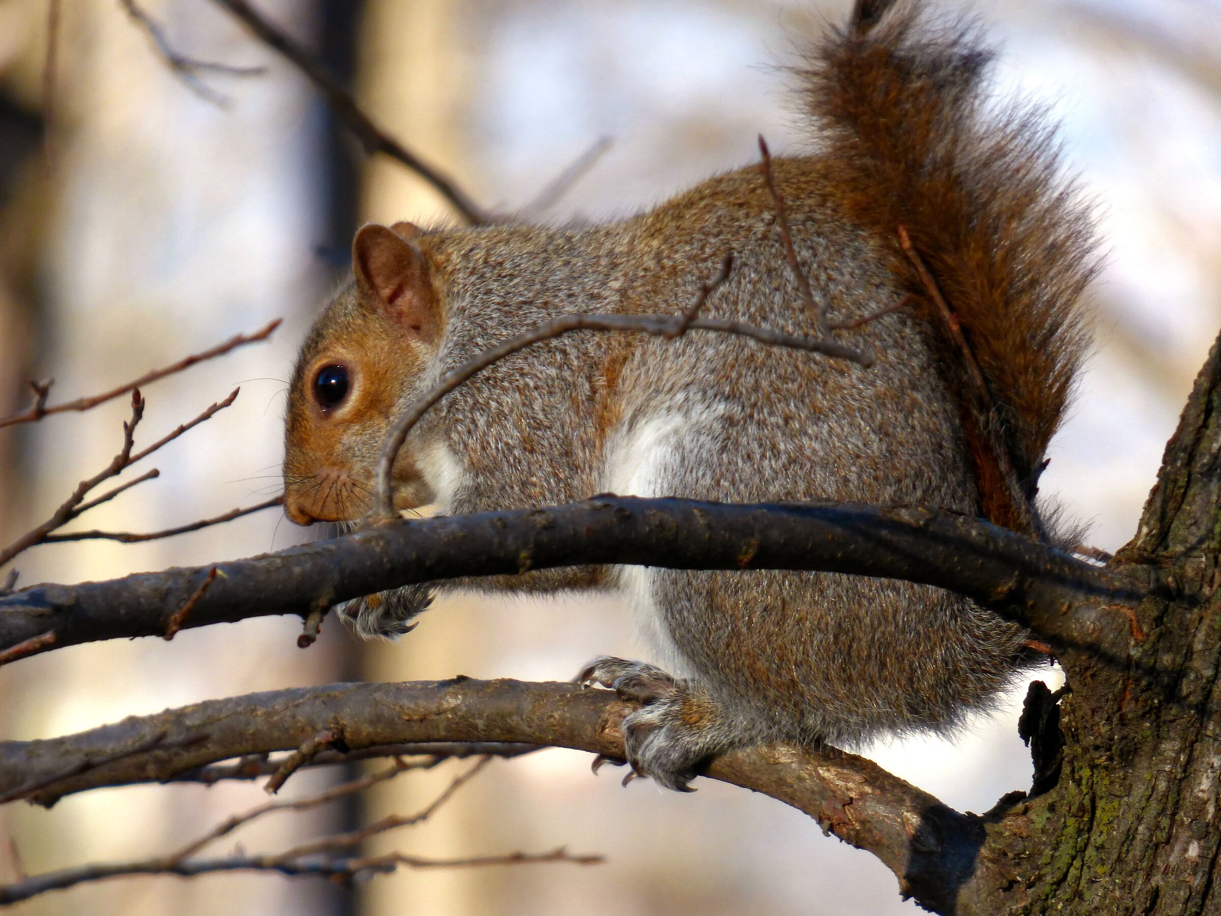 Hungry Squirrel Encore