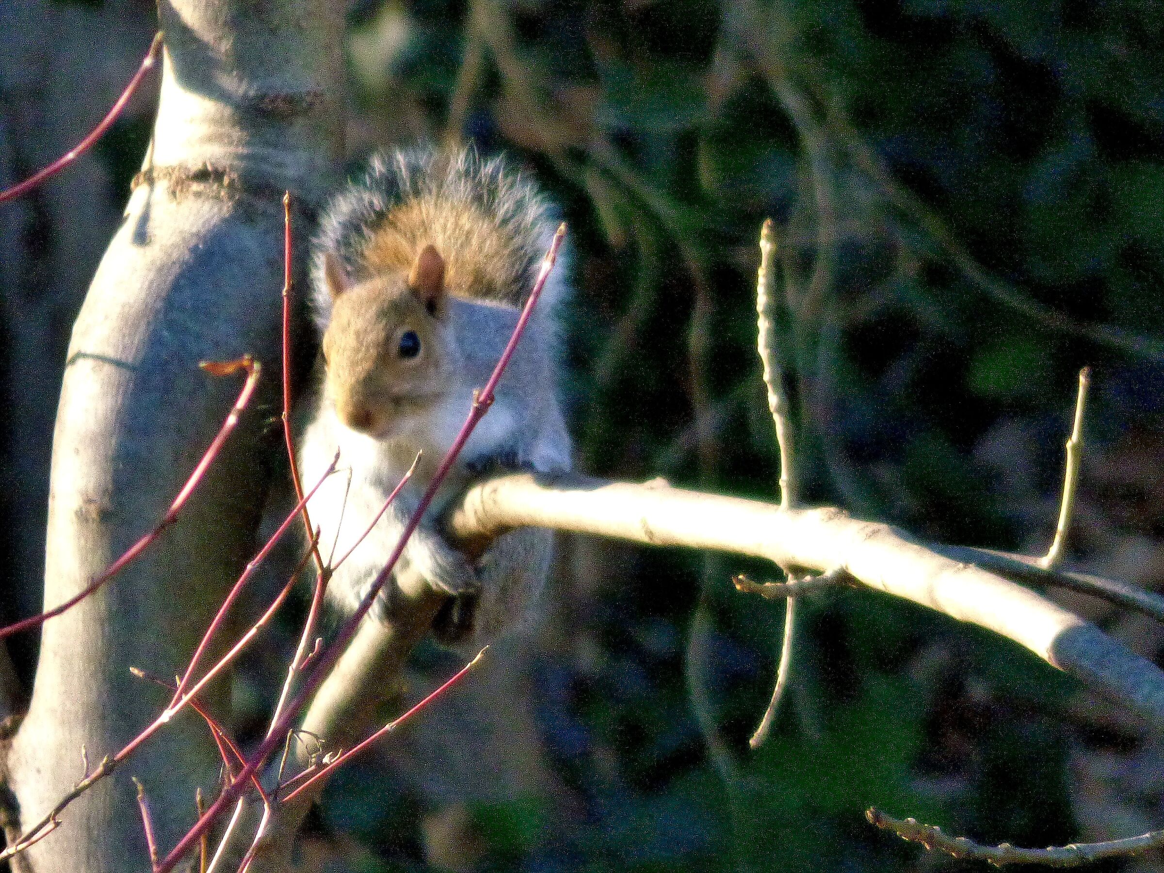 Acrobatic squirrel
