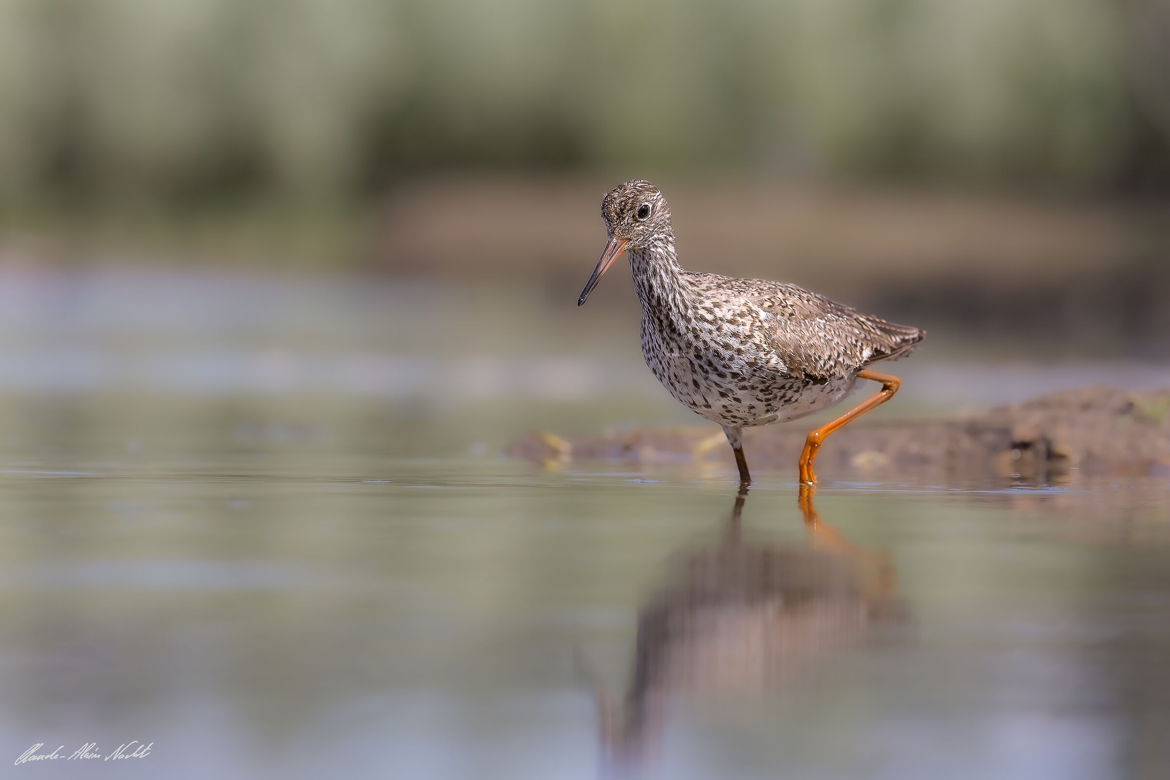 Common Redshank