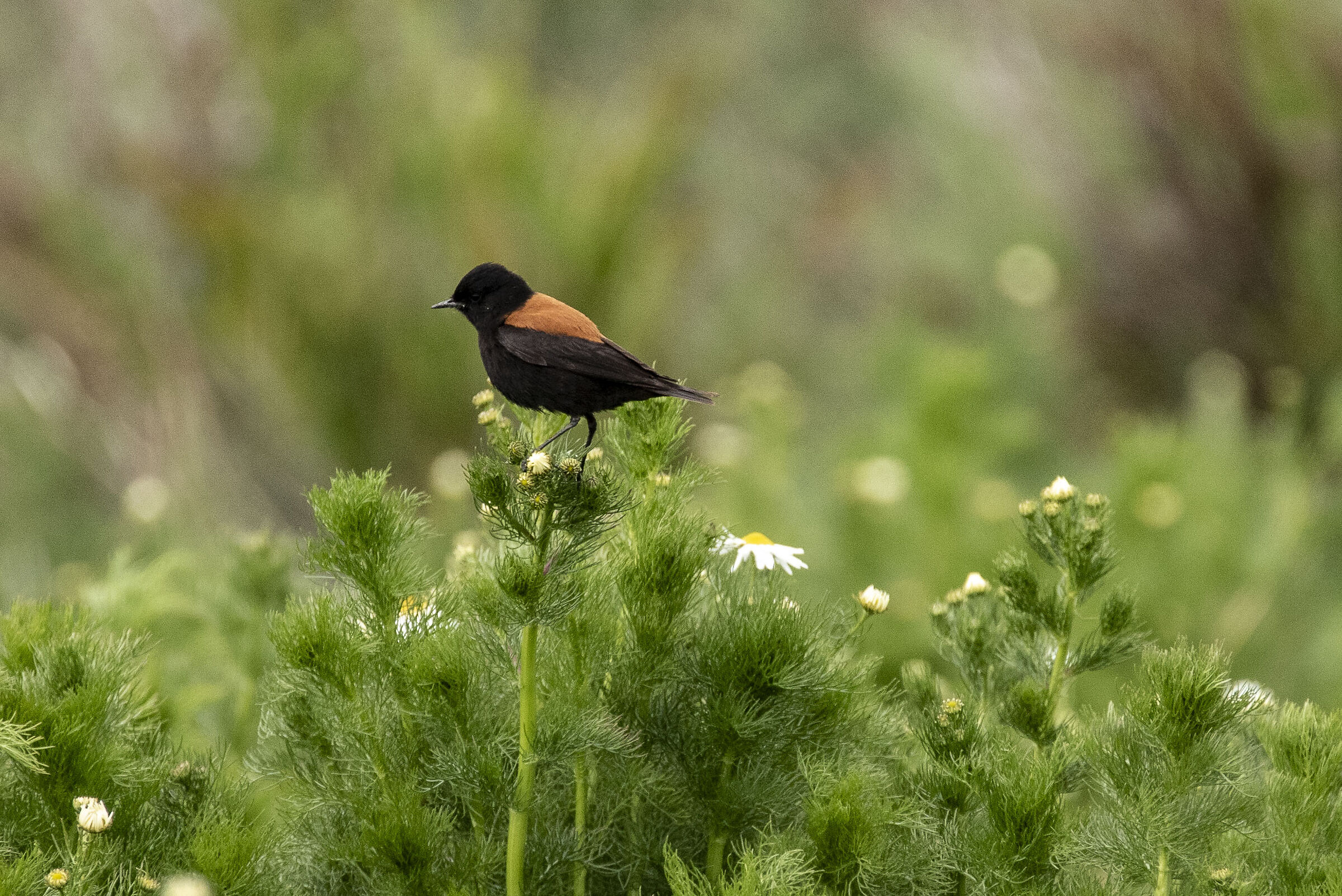 austral negrito (lessonia rufa) - Patagonia