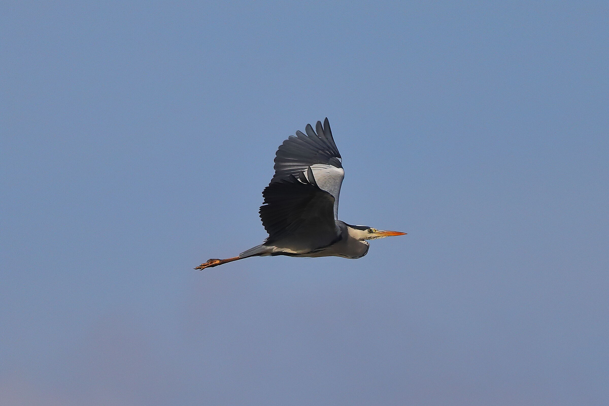 Cenerino 09 novembre 2024 - 0051