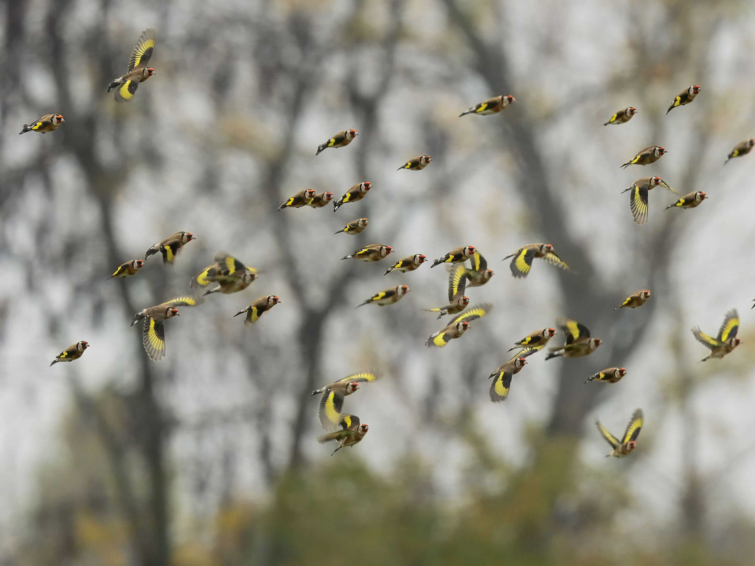Goldfinches