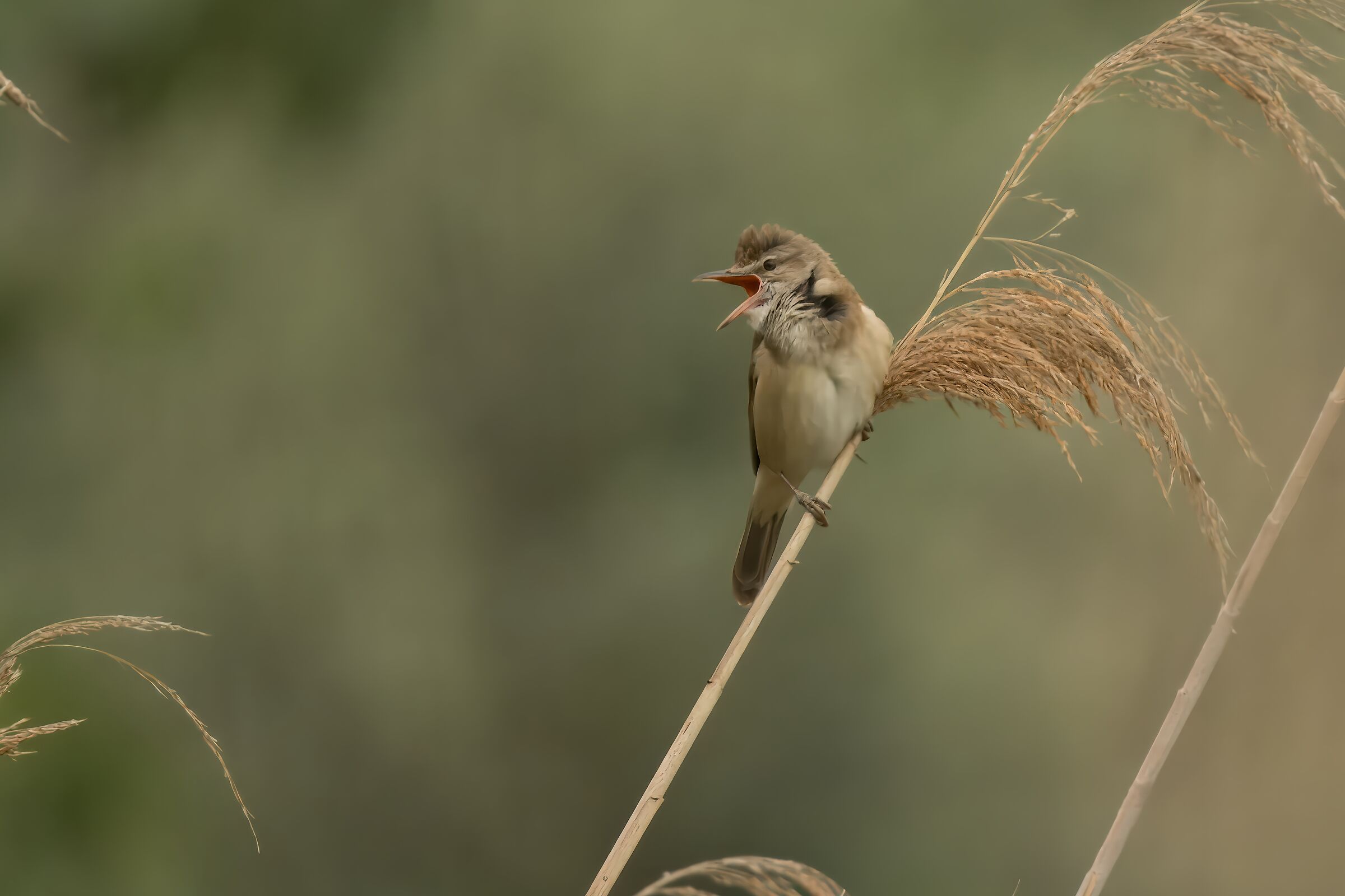 Canareccione