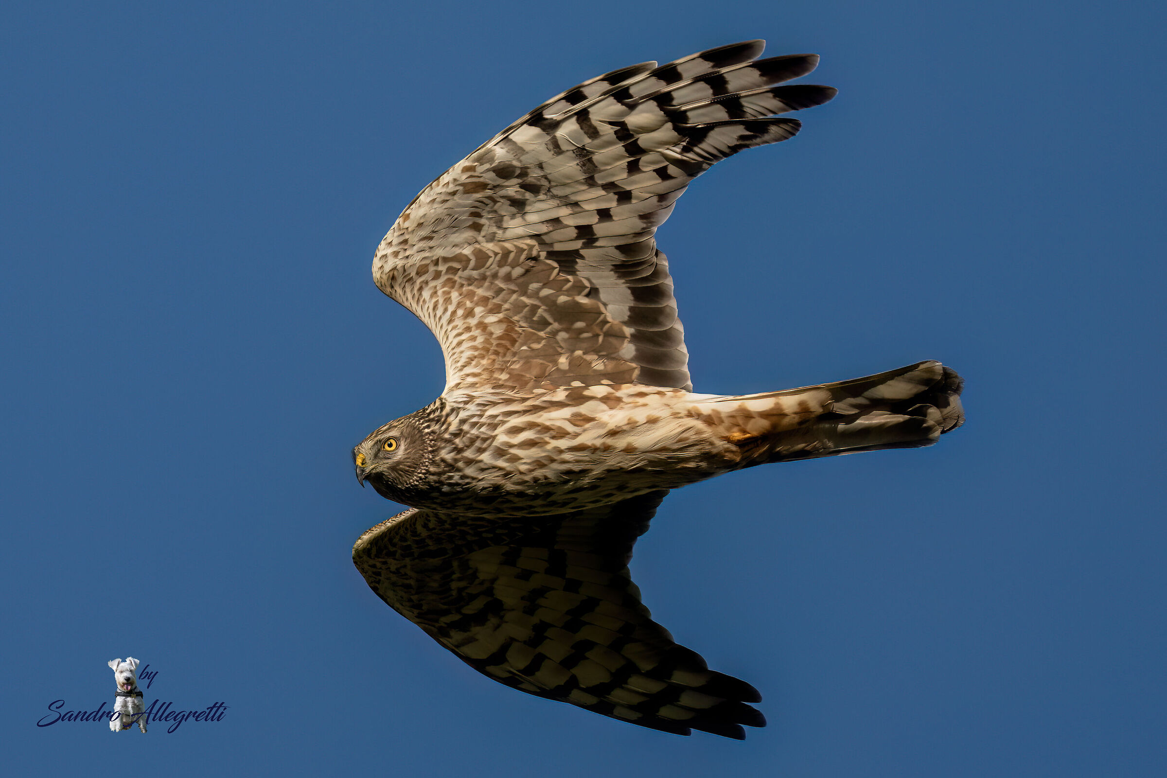 L'albanella reale (Circus cyaneus)