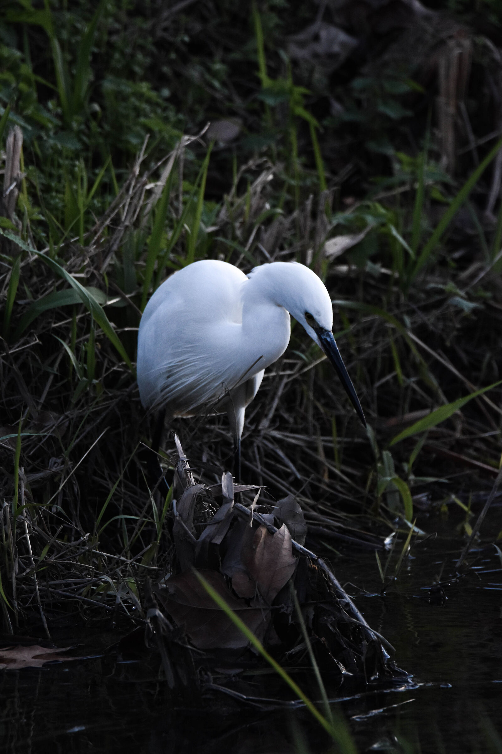 Garzetta (Egretta garzetta)