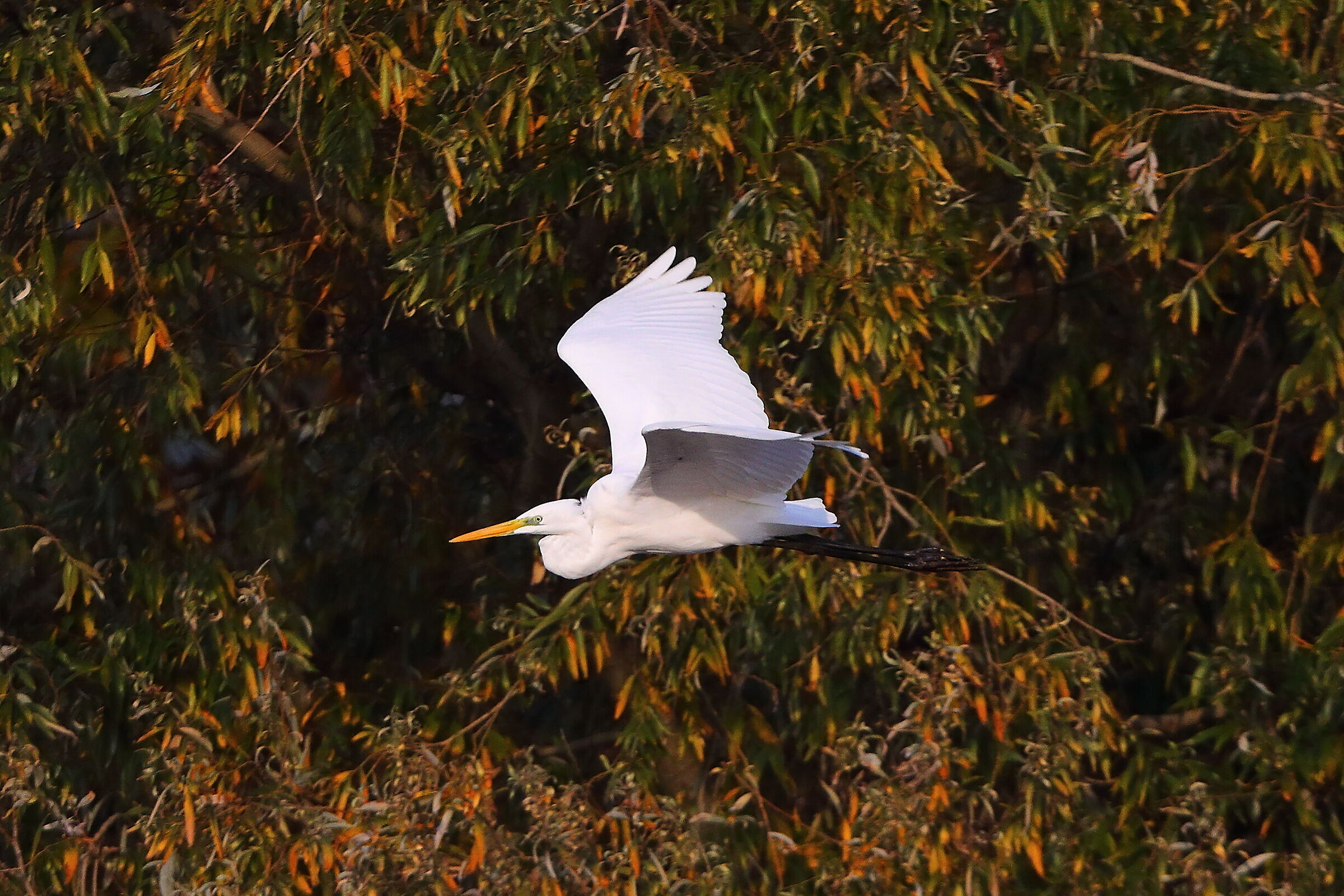 Airone BM novembre 2024 - 0166