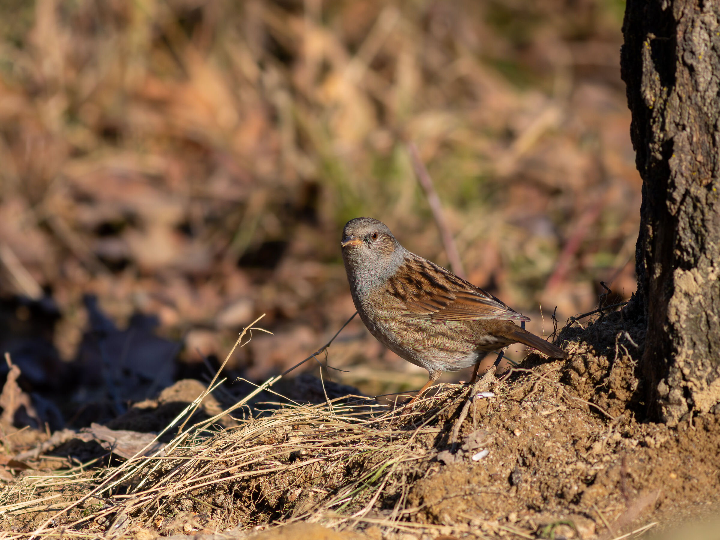 Dunnock
