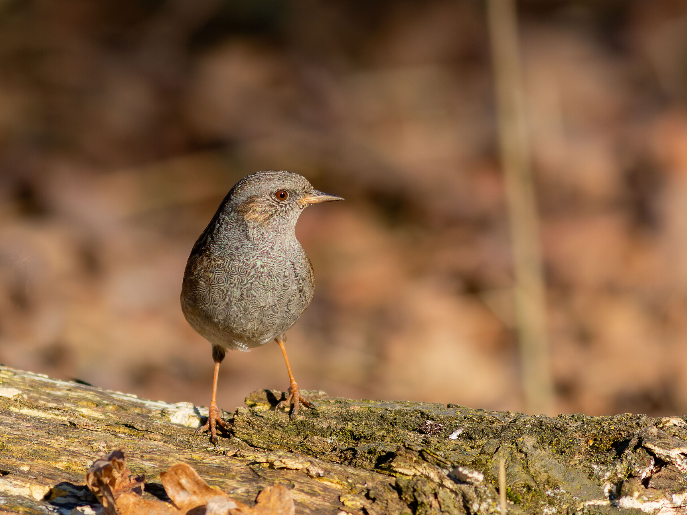 Dunnock
