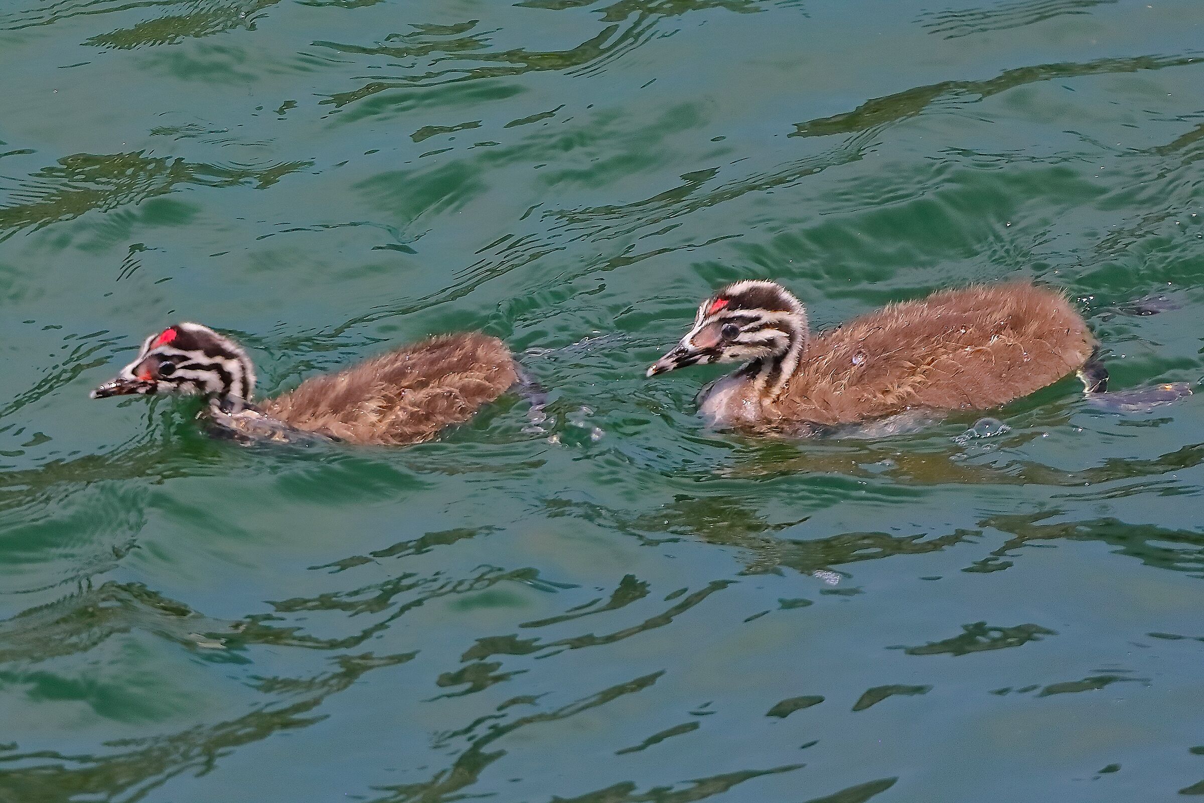 Svassi N 07 agosto 2024 - 0039