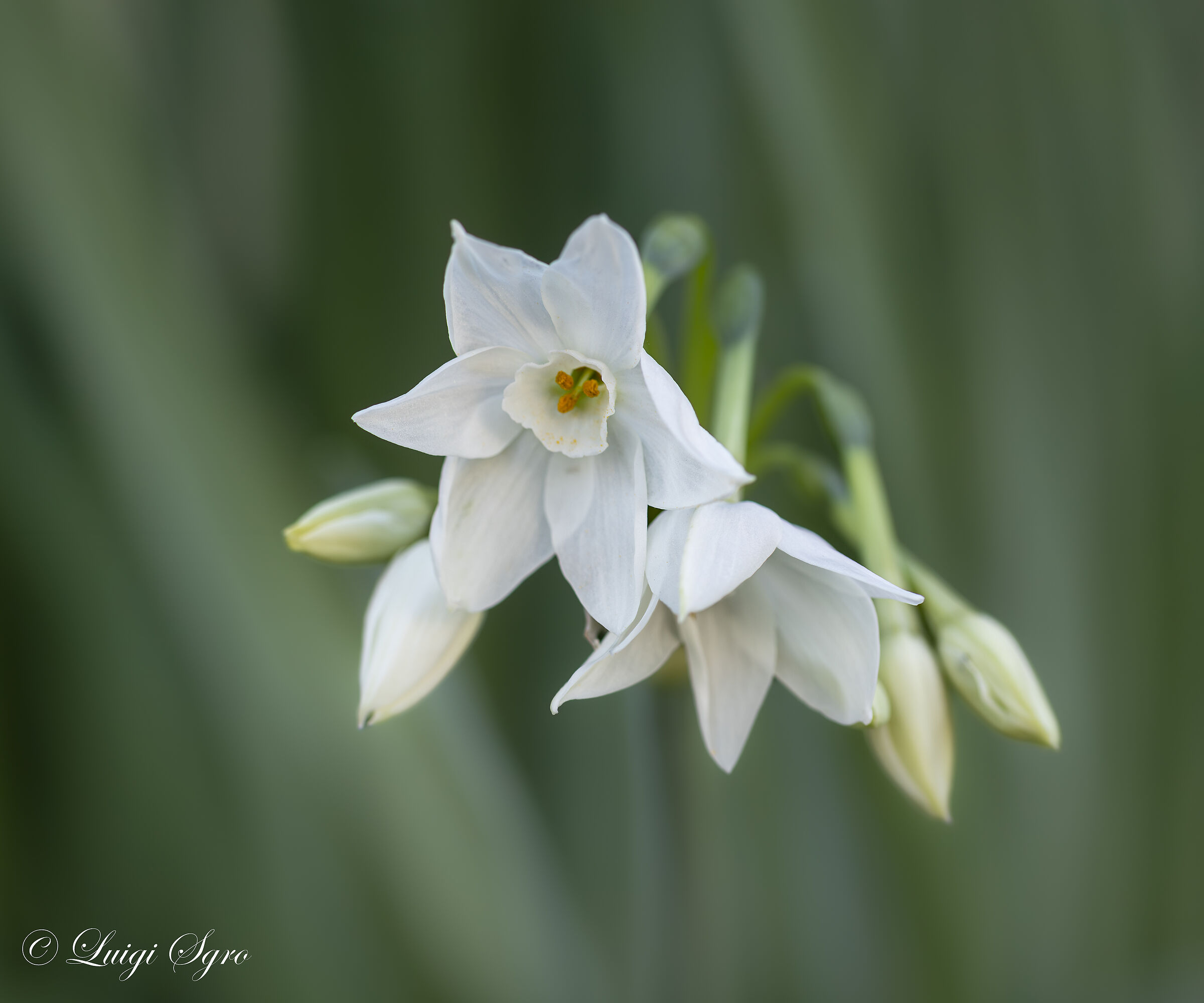 Narciso